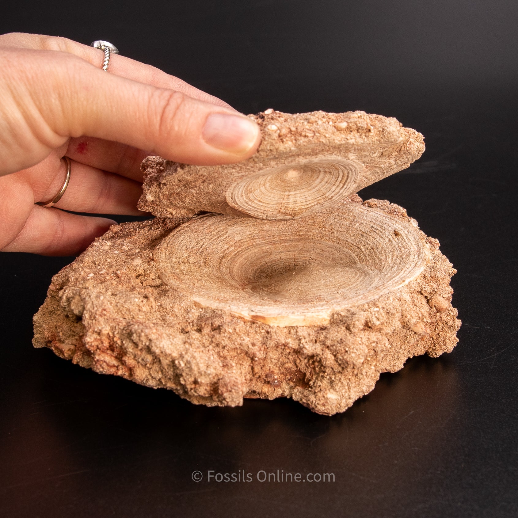 Otodus Vertebrae in Original Matrix