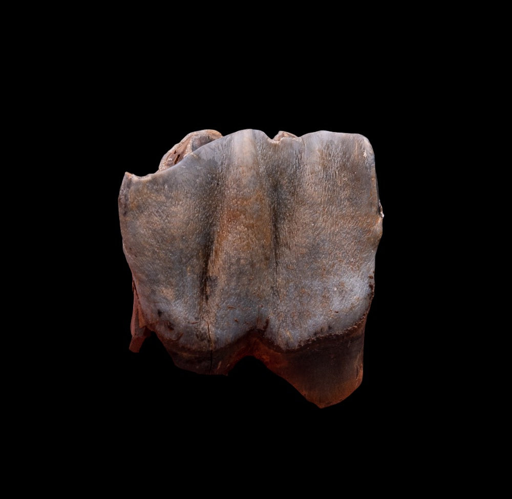 Juvenile Deciduous Woolly Rhino Tooth