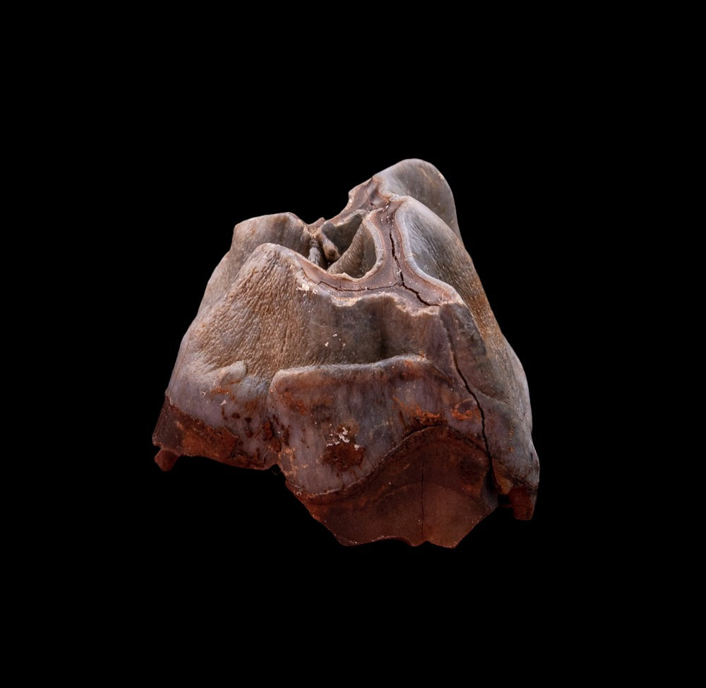 Juvenile Deciduous Woolly Rhino Tooth