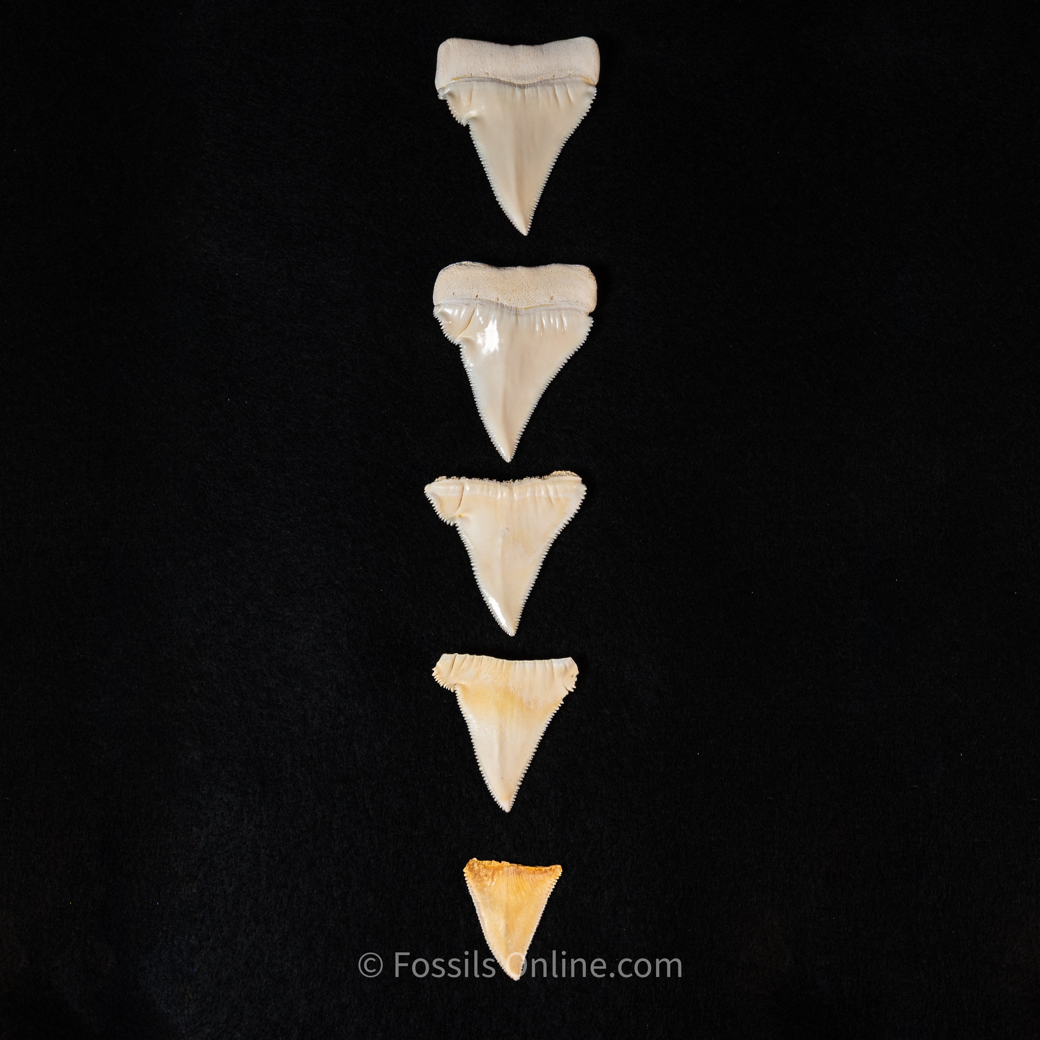 Modern Associated Set of Deformed Great White Teeth