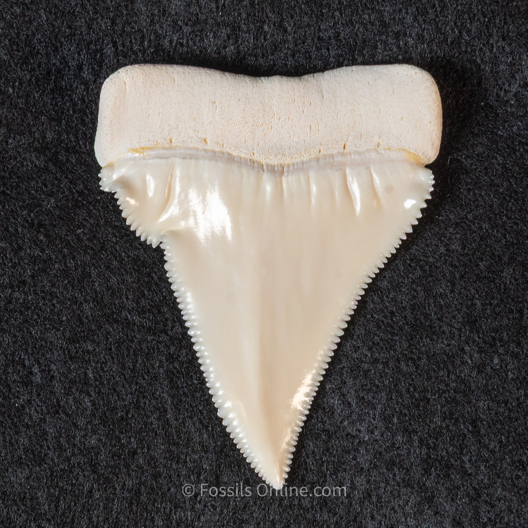 Modern Associated Set of Deformed Great White Teeth