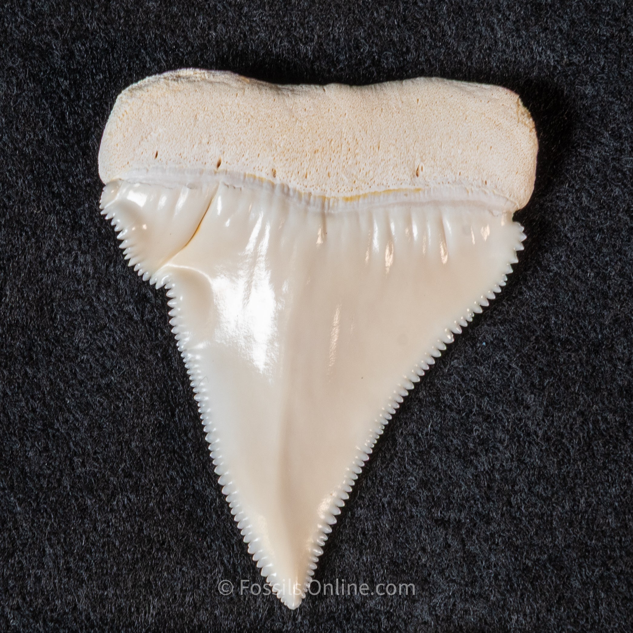 Modern Associated Set of Deformed Great White Teeth