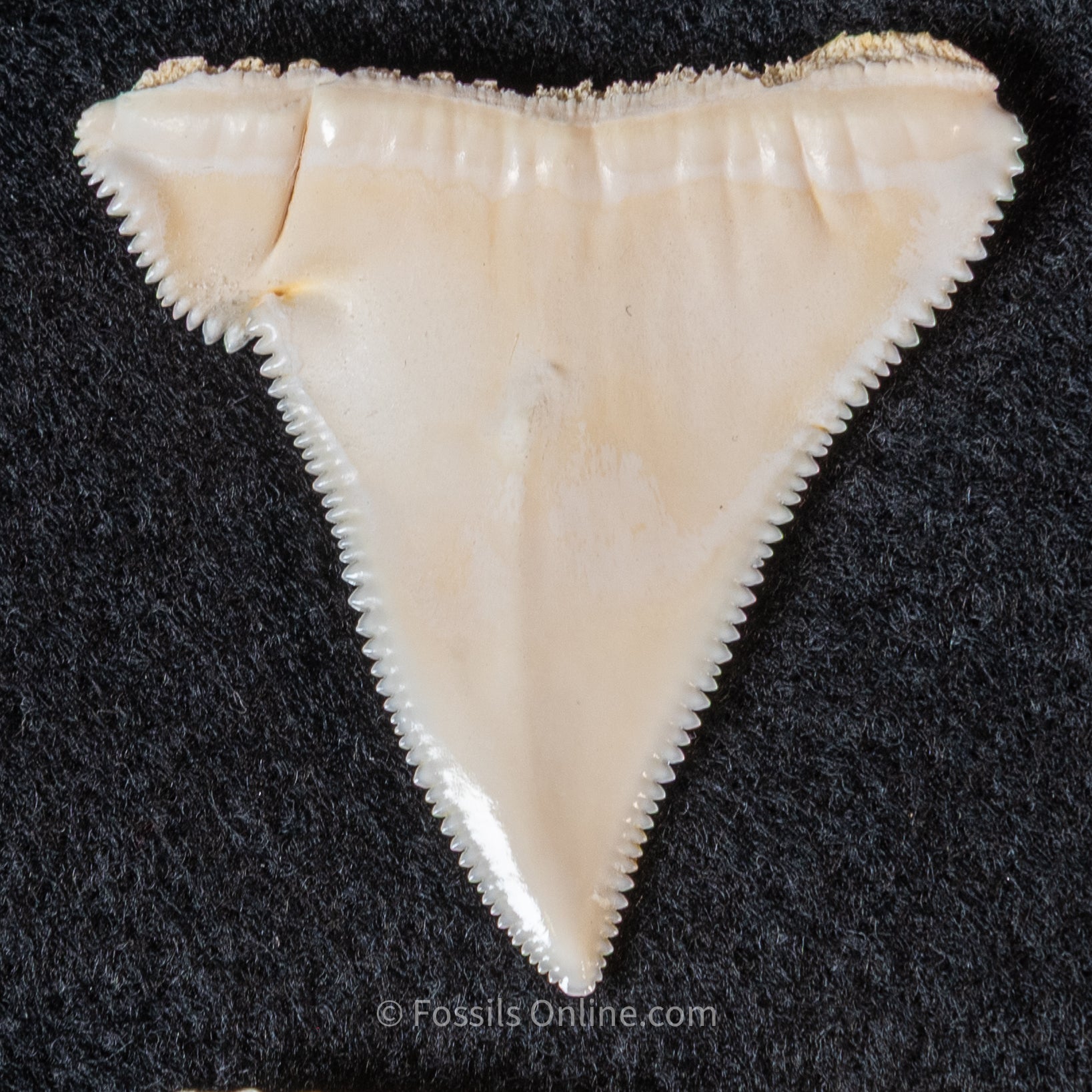 Modern Associated Set of Deformed Great White Teeth