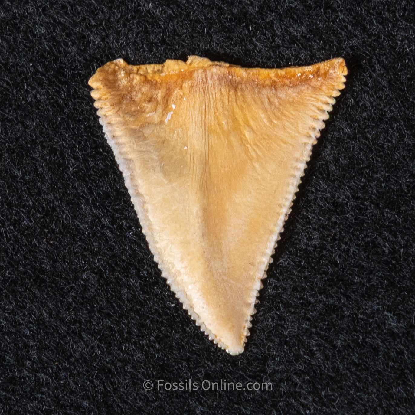 Modern Associated Set of Deformed Great White Teeth