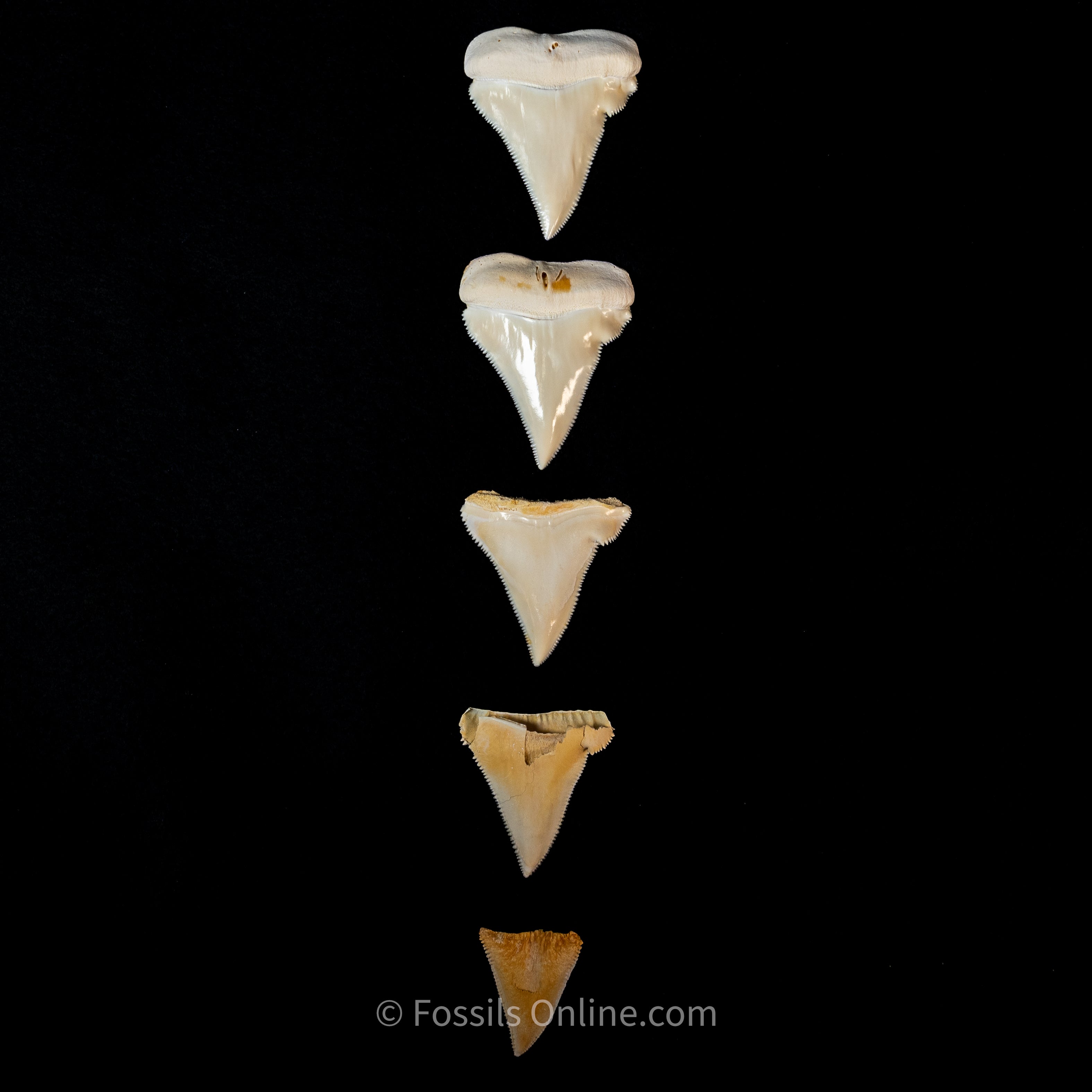 Modern Associated Set of Deformed Great White Teeth