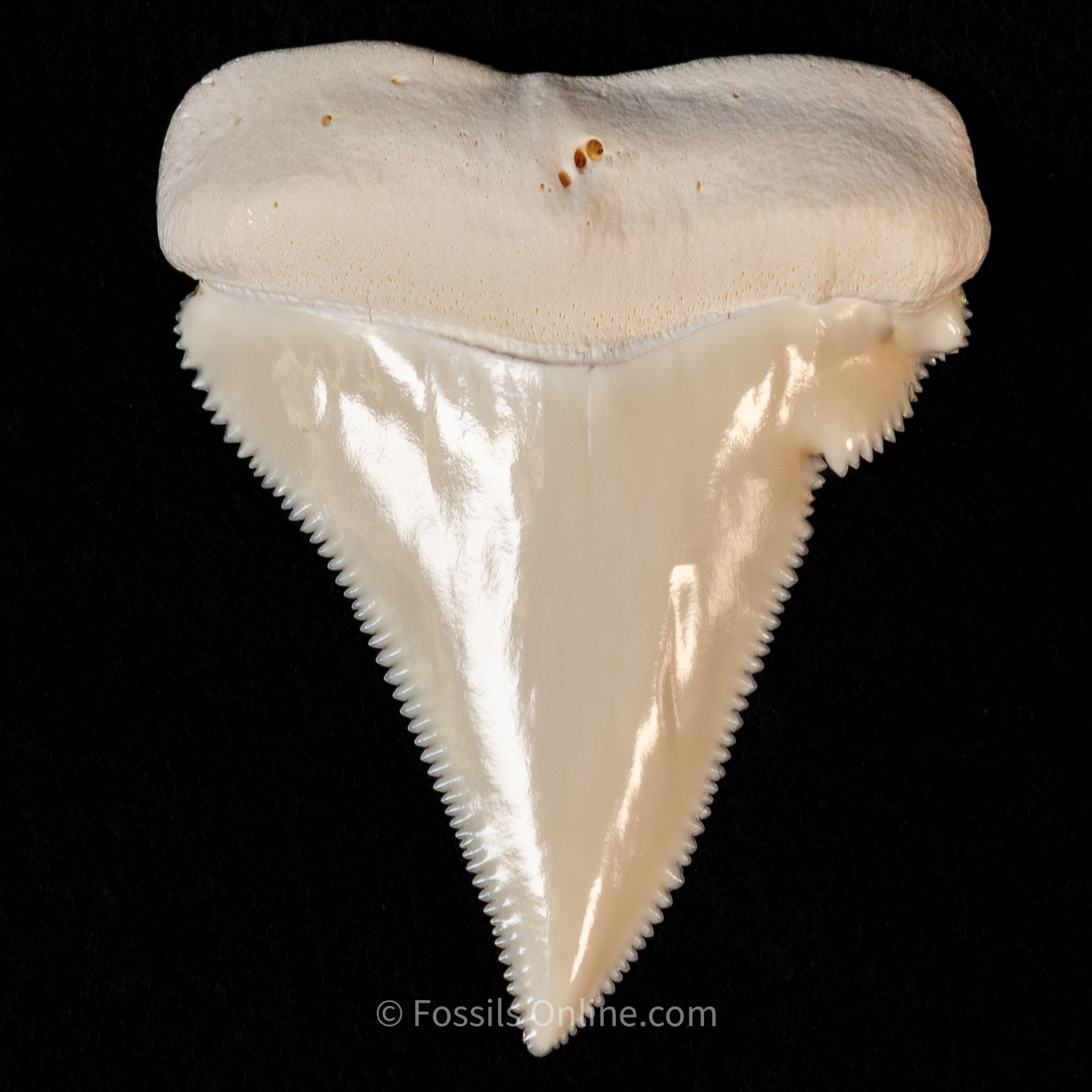 Modern Associated Set of Deformed Great White Teeth
