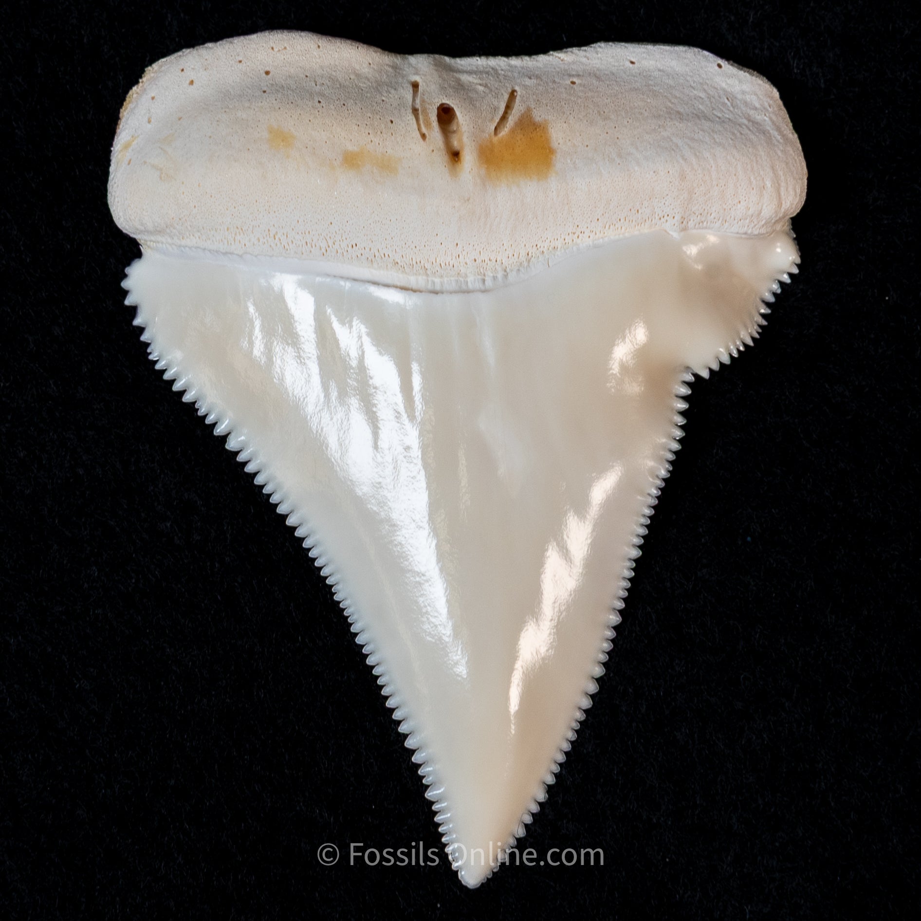 Modern Associated Set of Deformed Great White Teeth