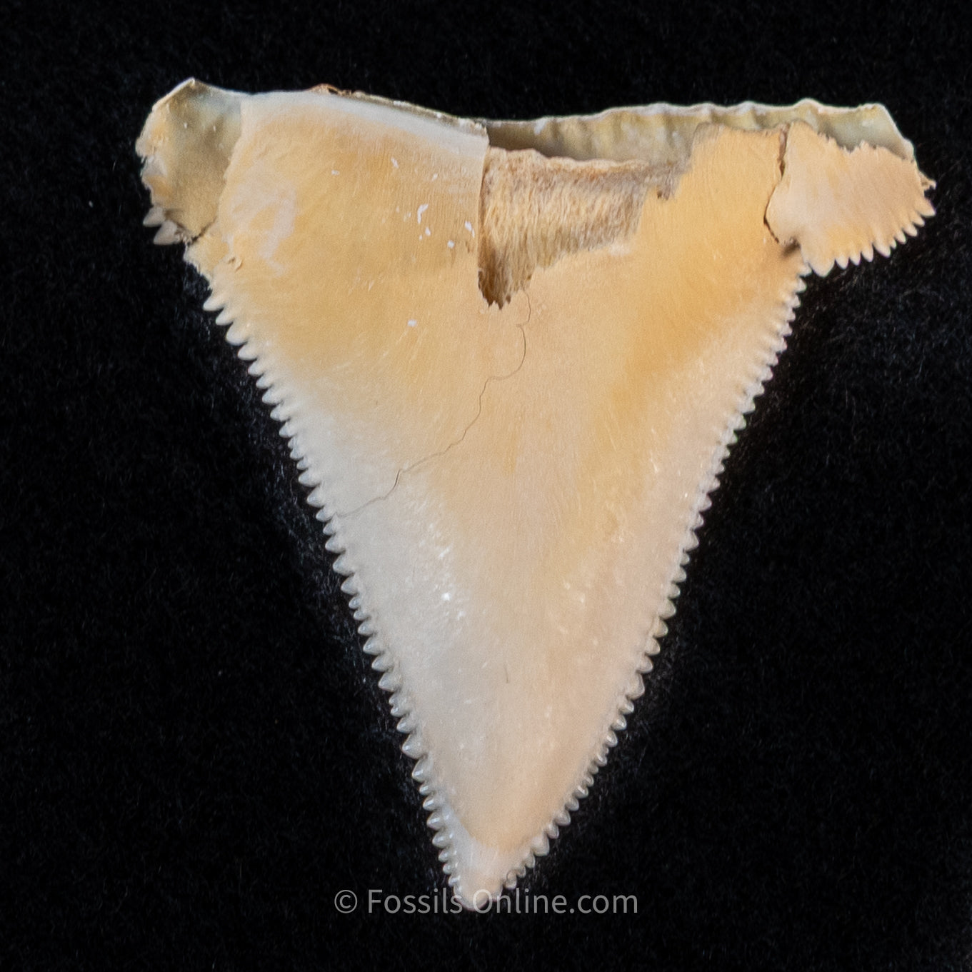 Modern Associated Set of Deformed Great White Teeth