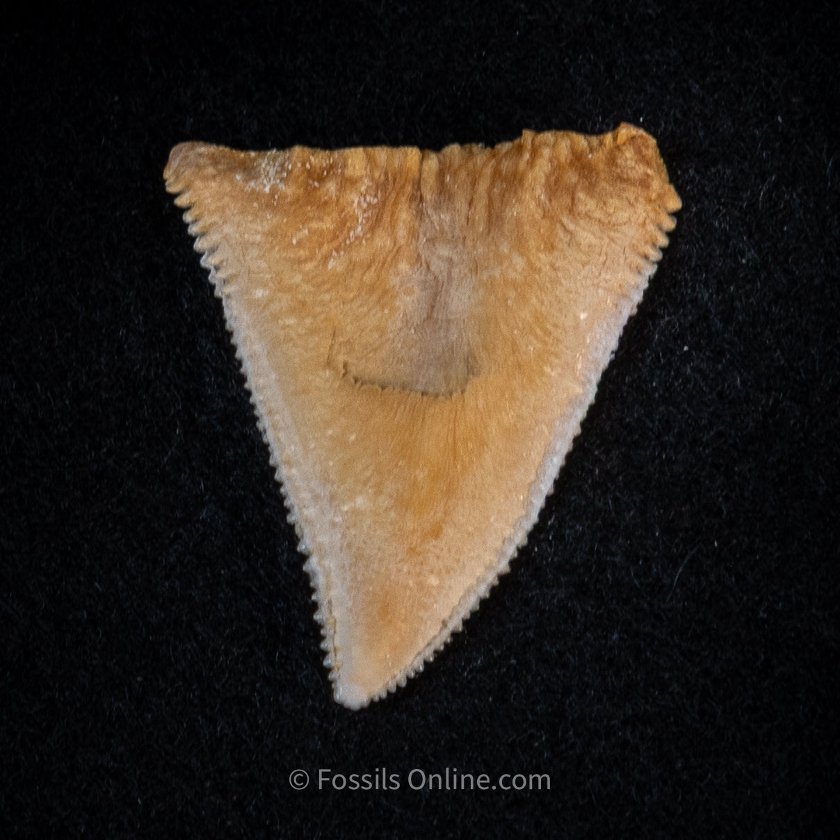 Modern Associated Set of Deformed Great White Teeth