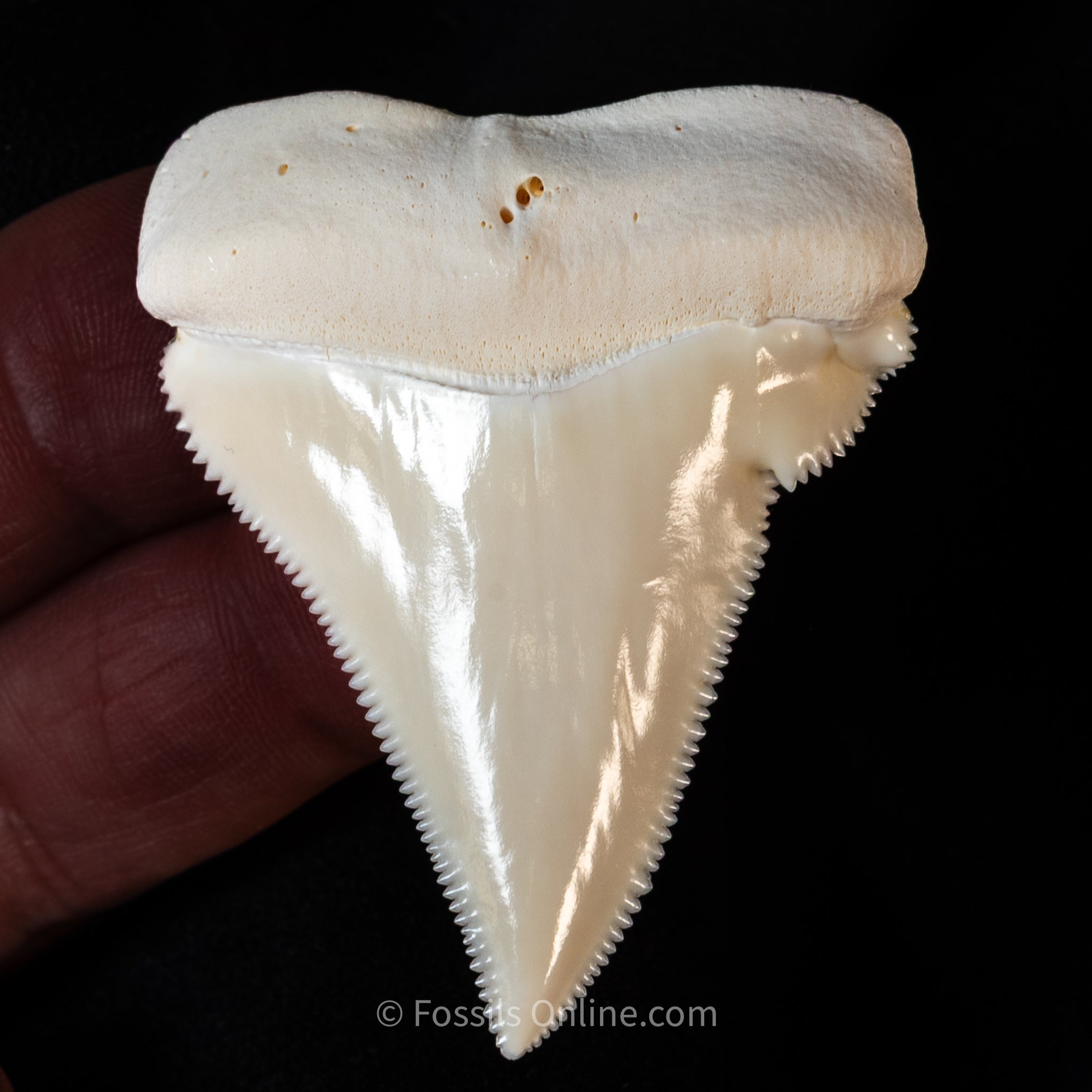 Modern Associated Set of Deformed Great White Teeth
