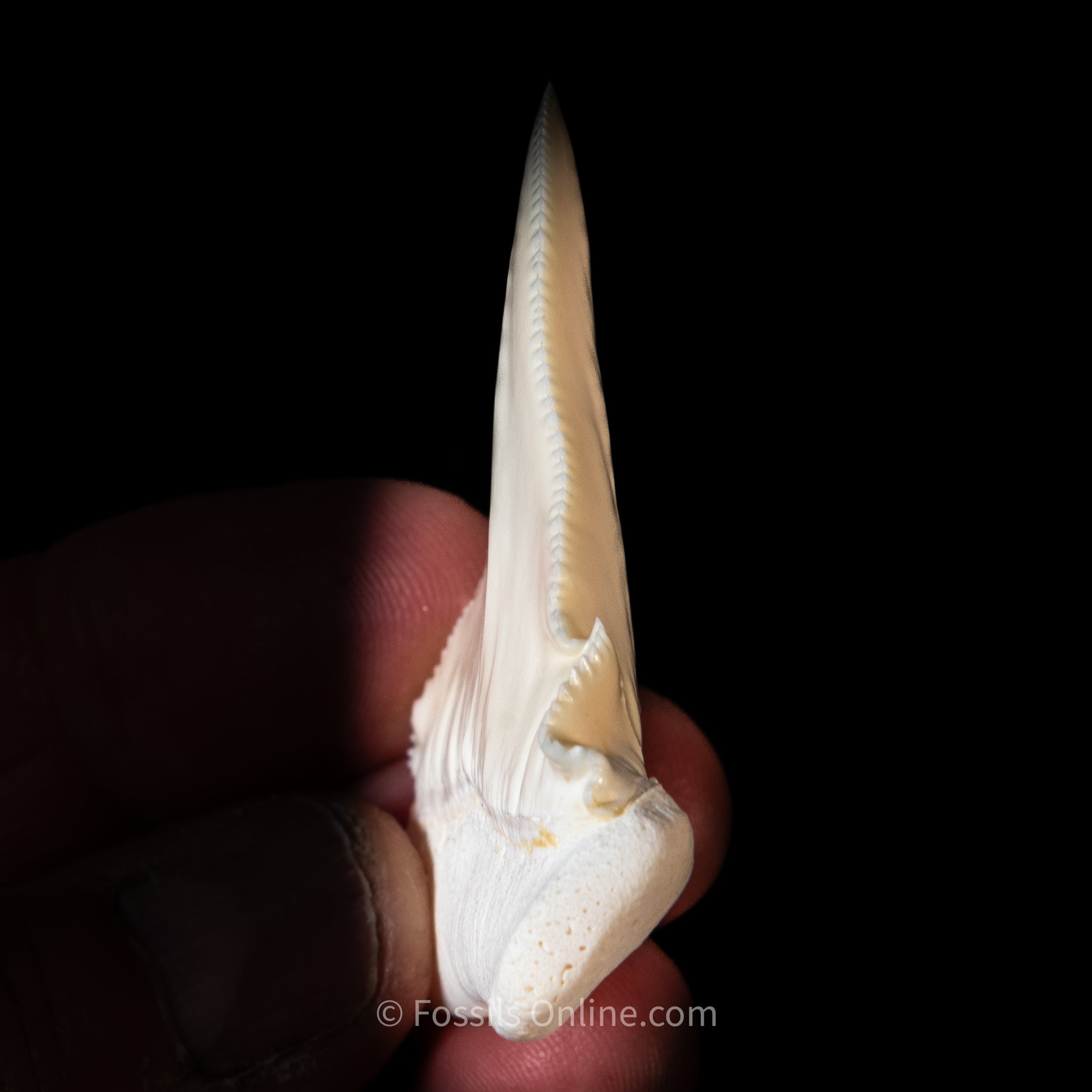 Modern Associated Set of Deformed Great White Teeth