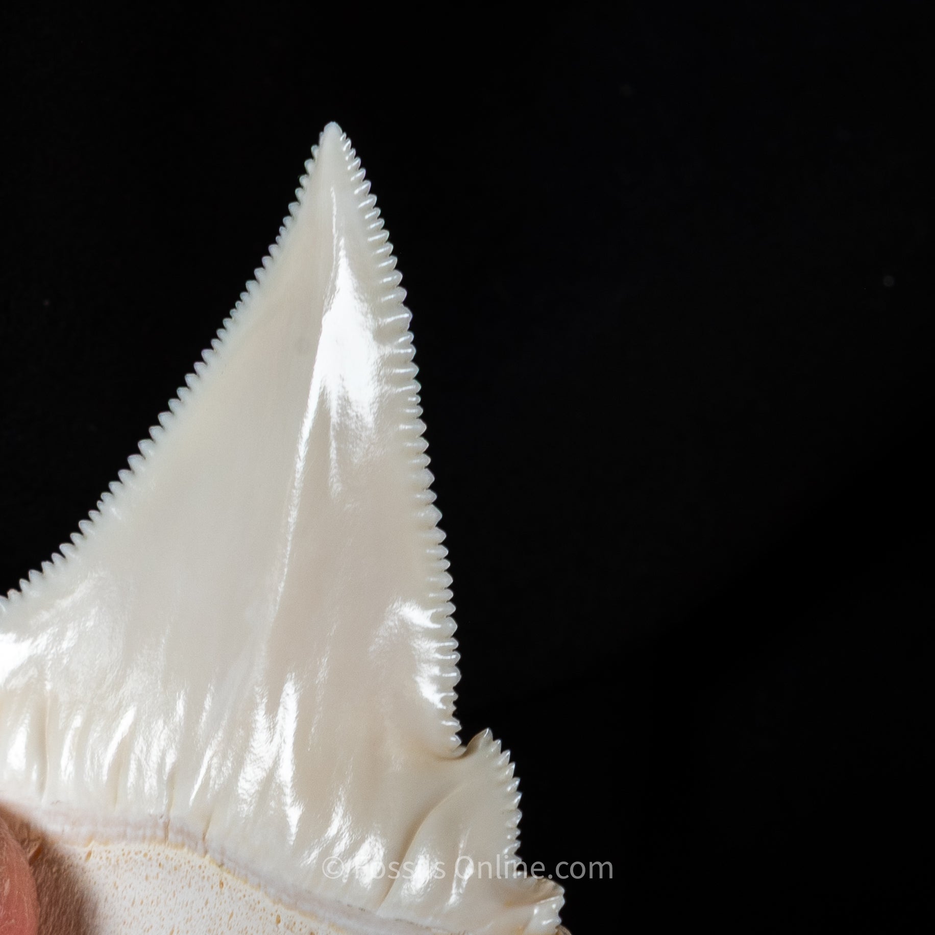 Modern Associated Set of Deformed Great White Teeth