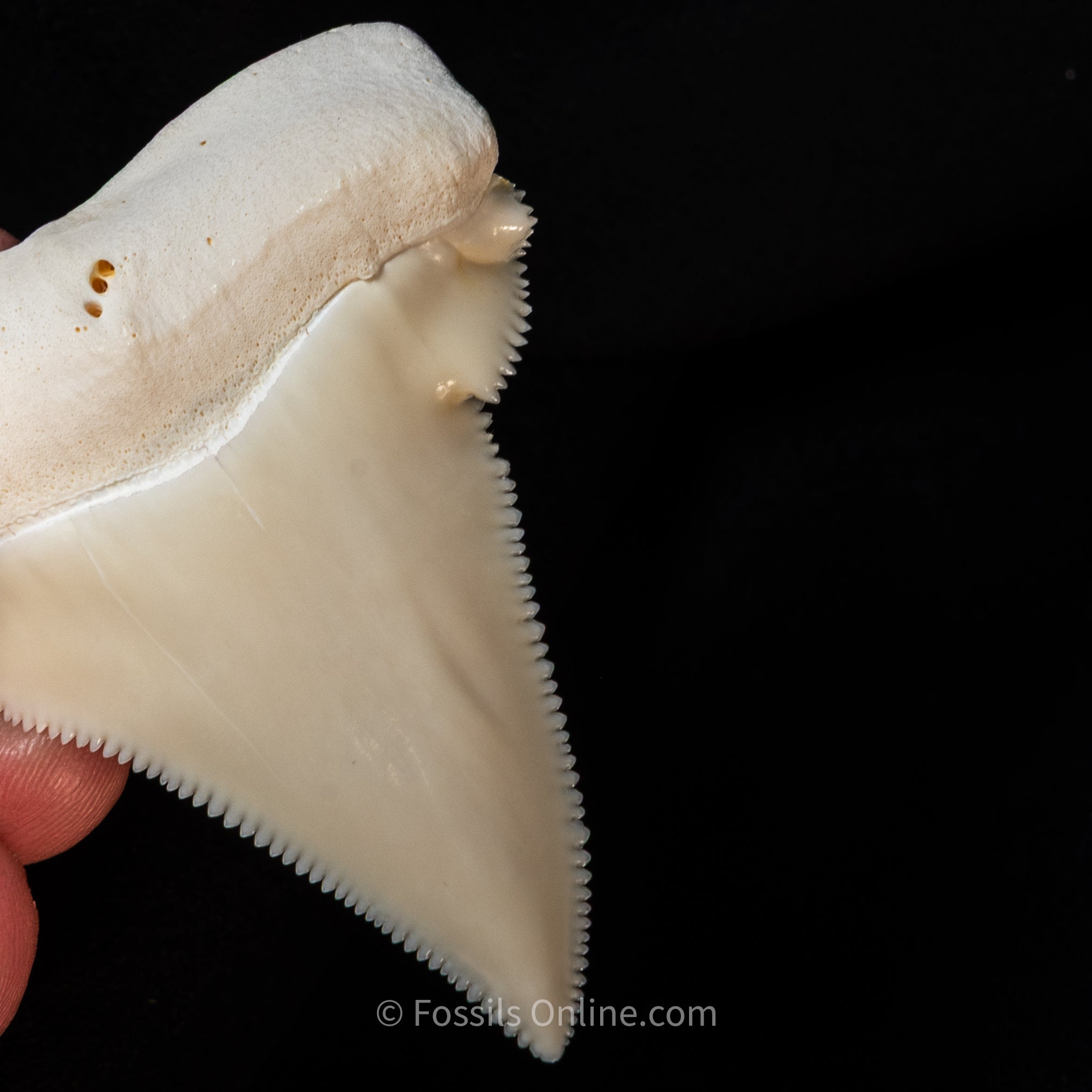 Modern Associated Set of Deformed Great White Teeth