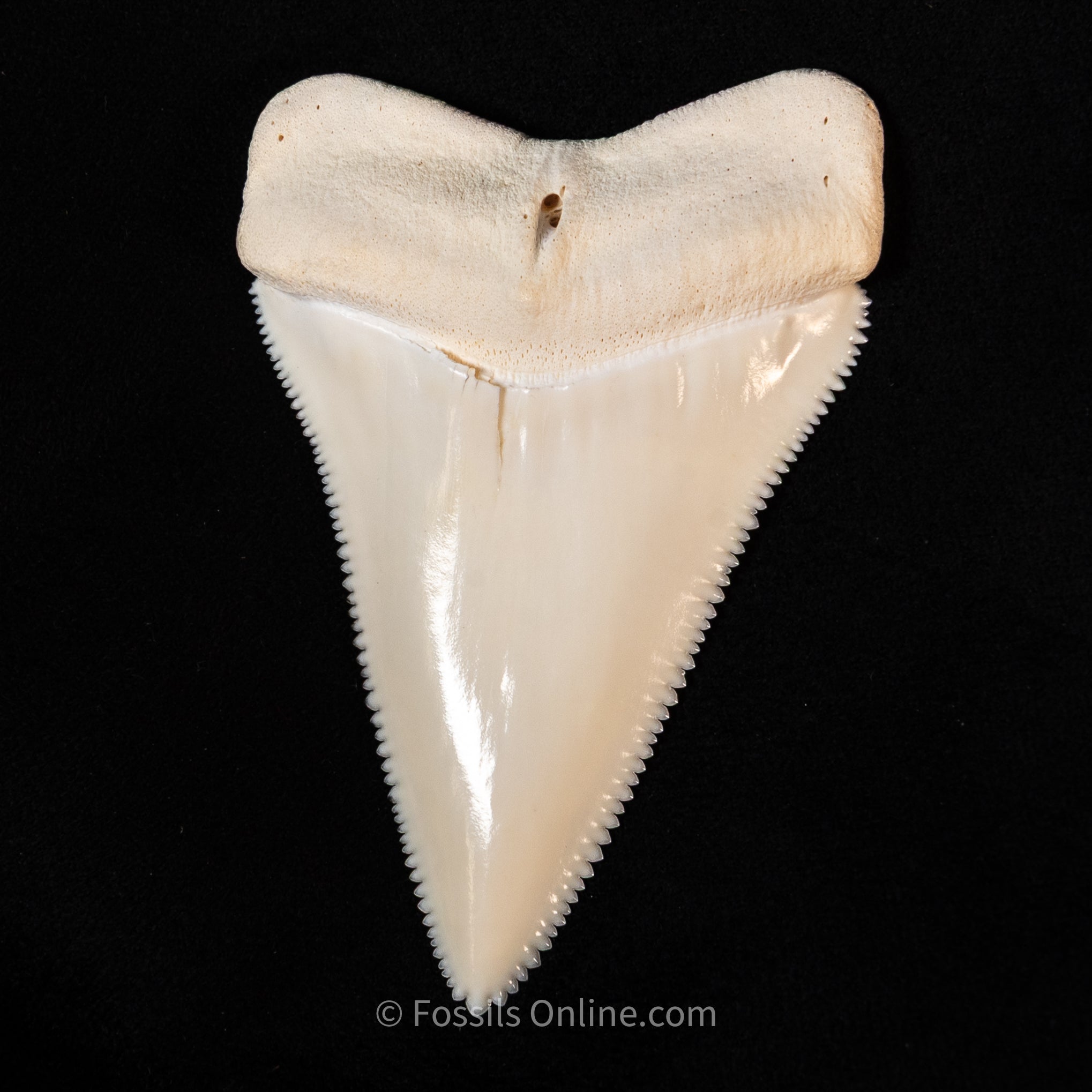 Modern Great White Tooth 2.40"