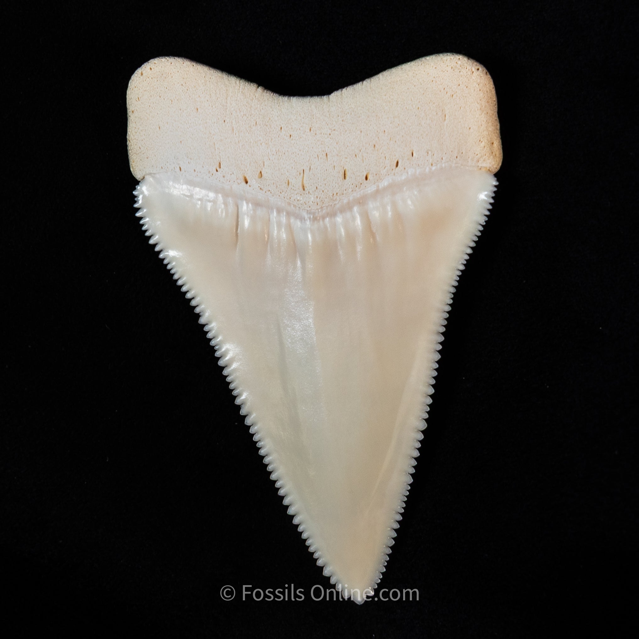 Modern Great White Tooth 2.40"