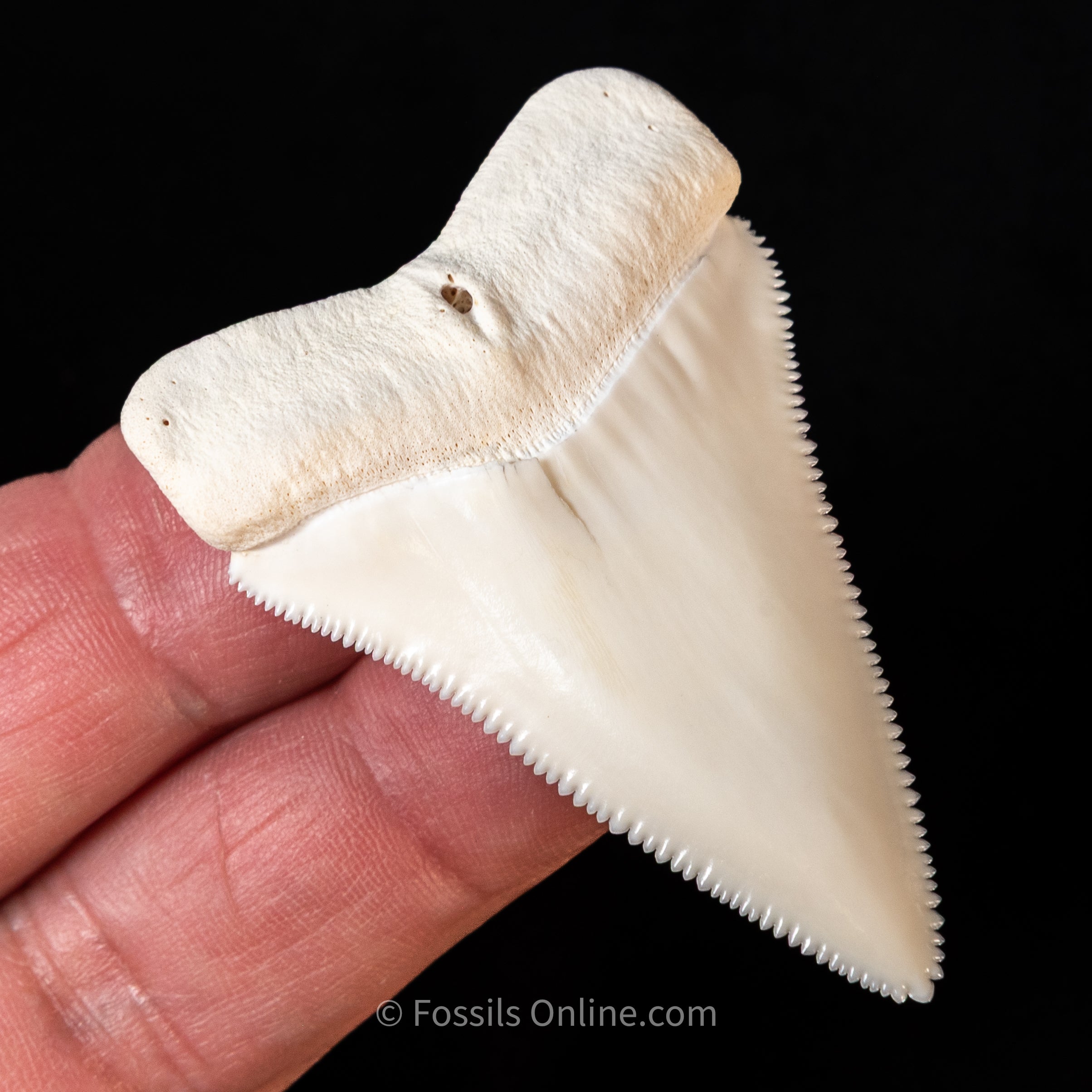 Modern Great White Tooth 2.40"