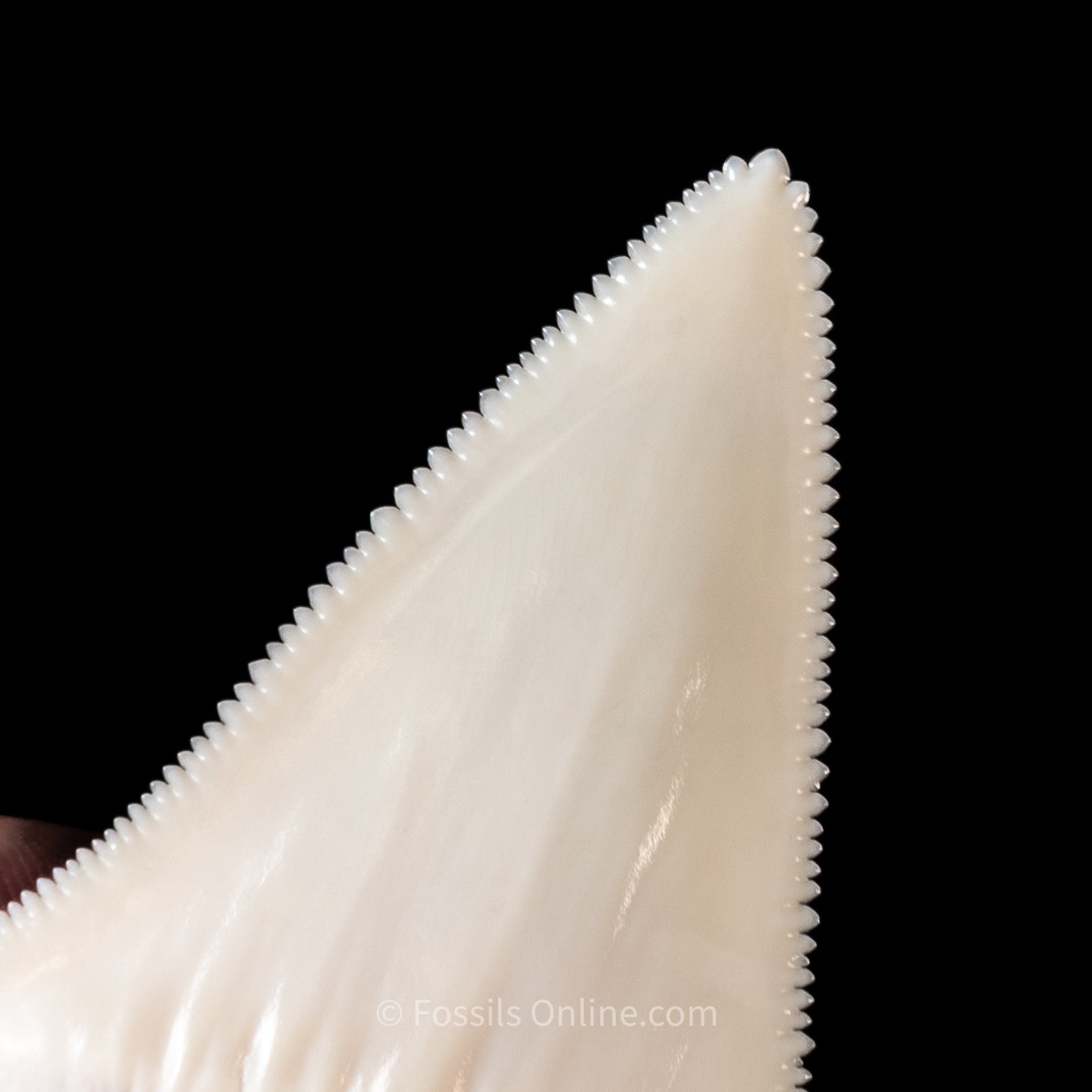 Modern Great White Tooth 2.40"