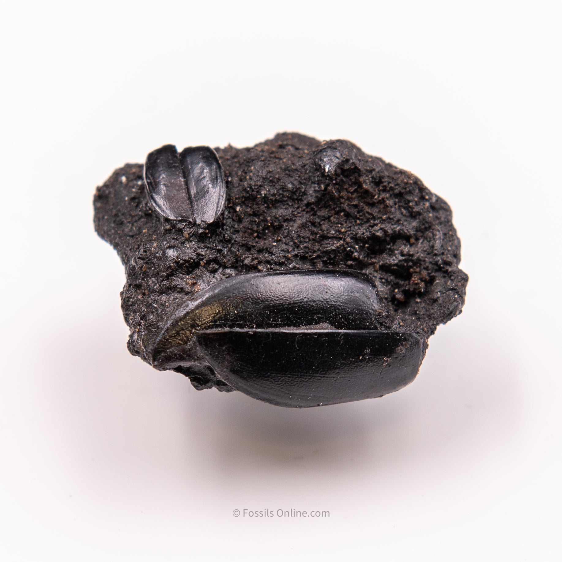 Beetles in Matrix Tar Pit Fossils