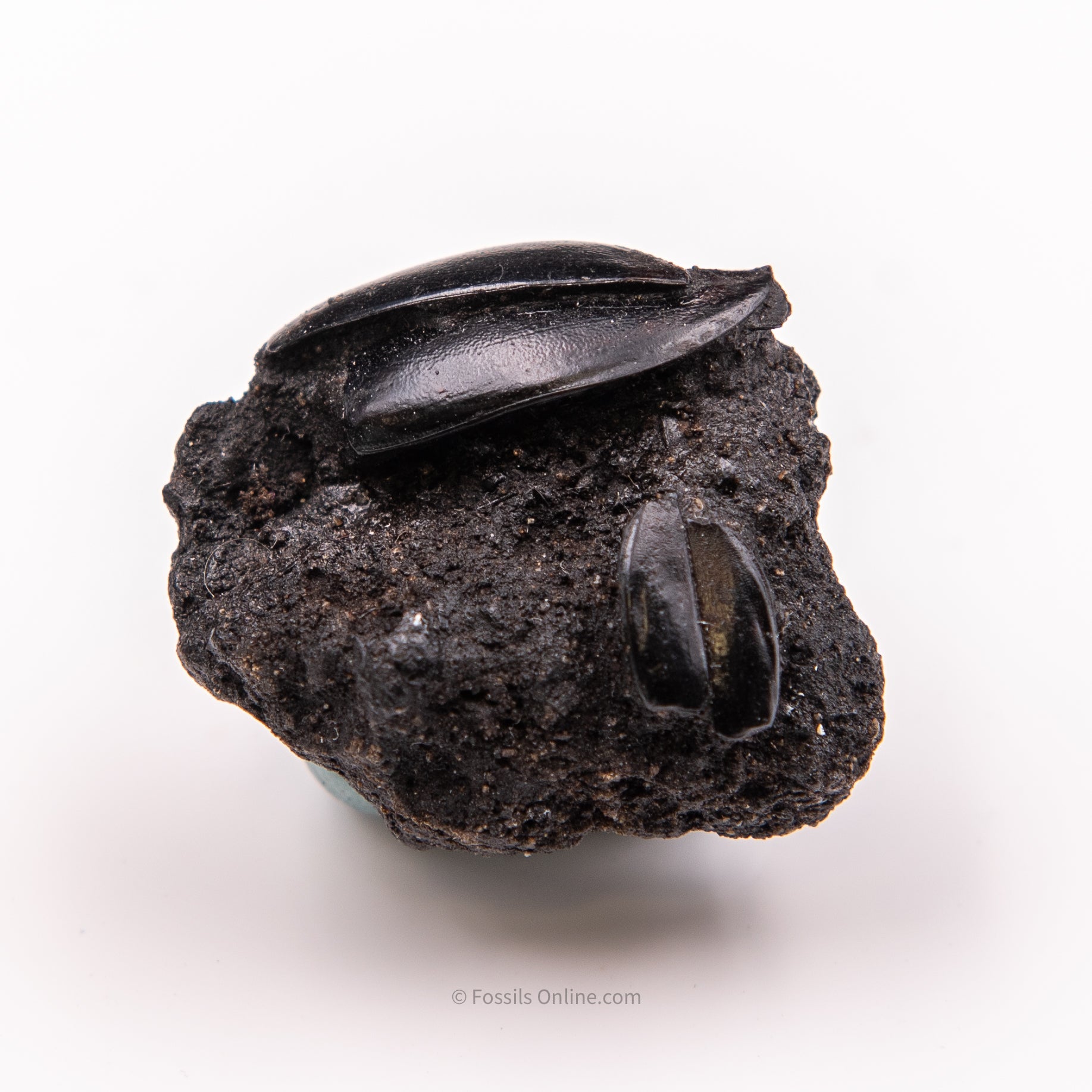 Beetles in Matrix Tar Pit Fossils