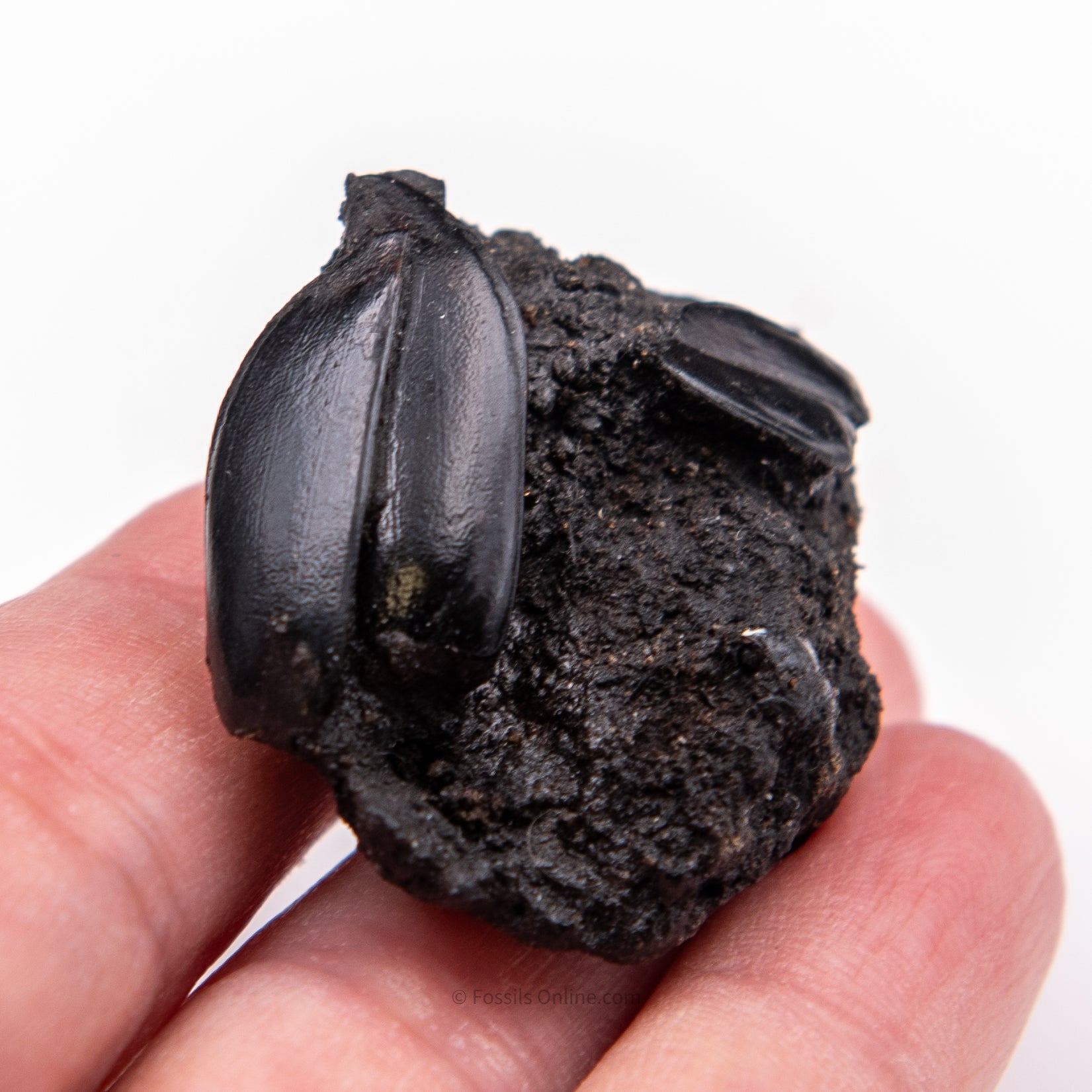 Beetles in Matrix Tar Pit Fossils