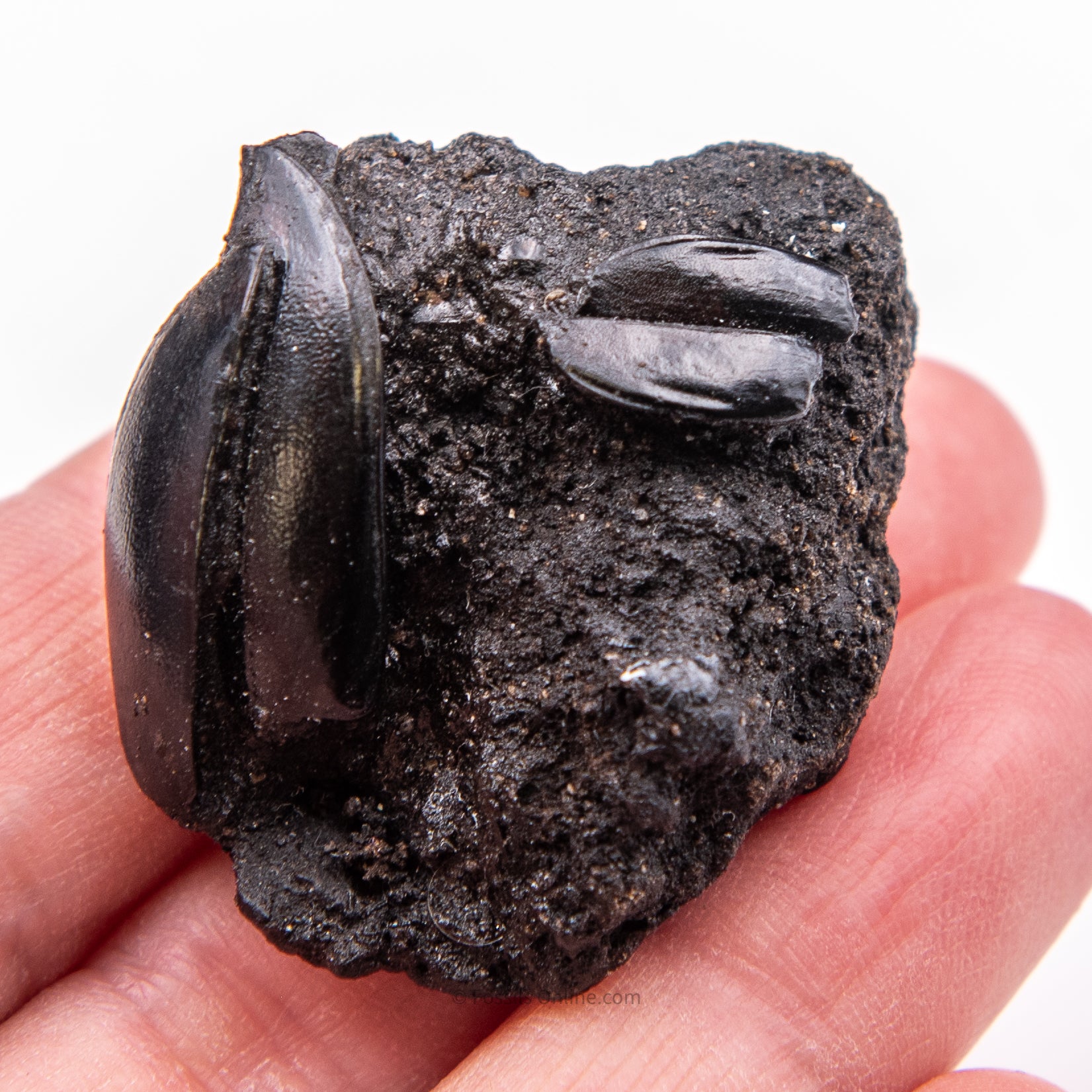 Beetles in Matrix Tar Pit Fossils