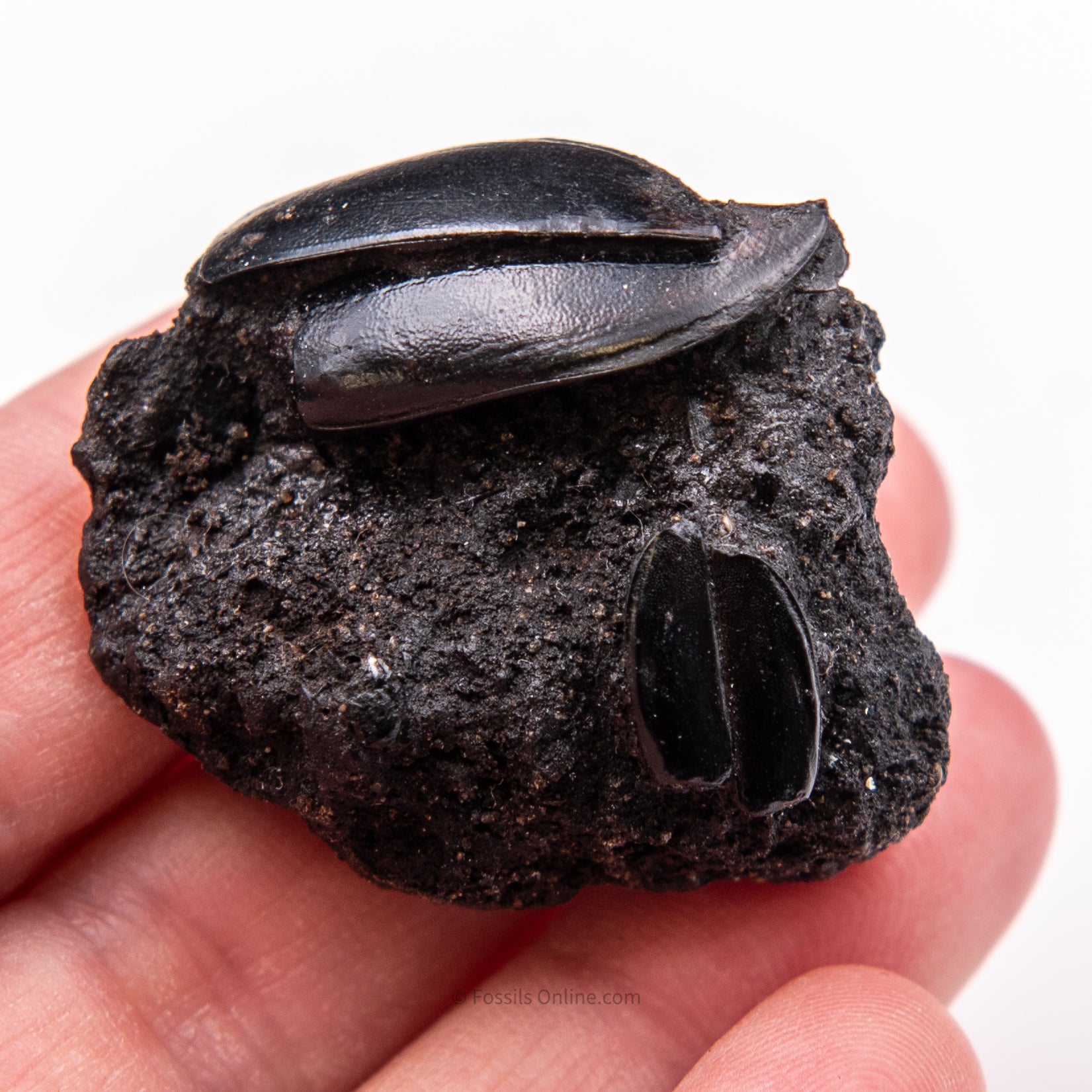 Beetles in Matrix Tar Pit Fossils