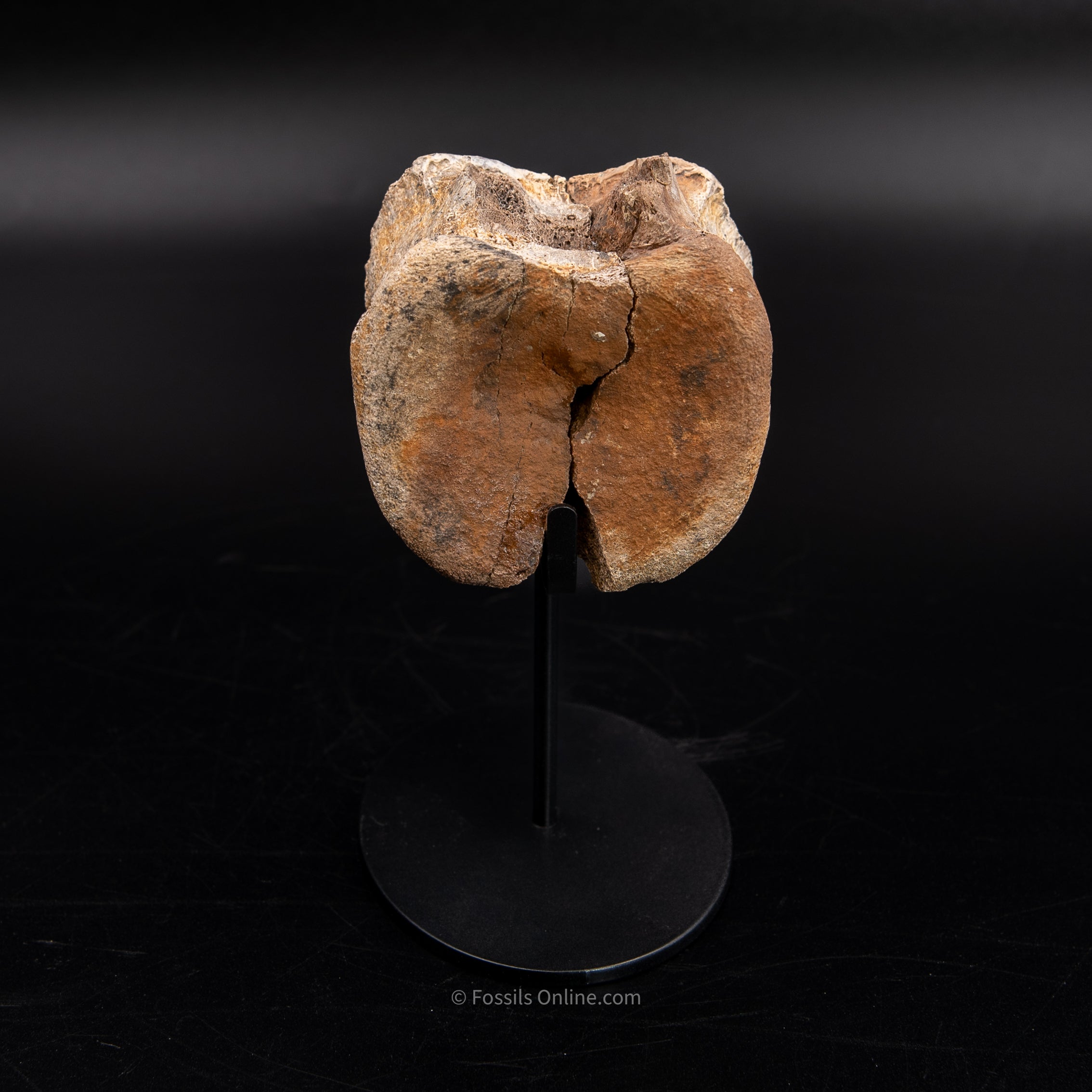 Edmontosaurus Vetrebra - Wyoming