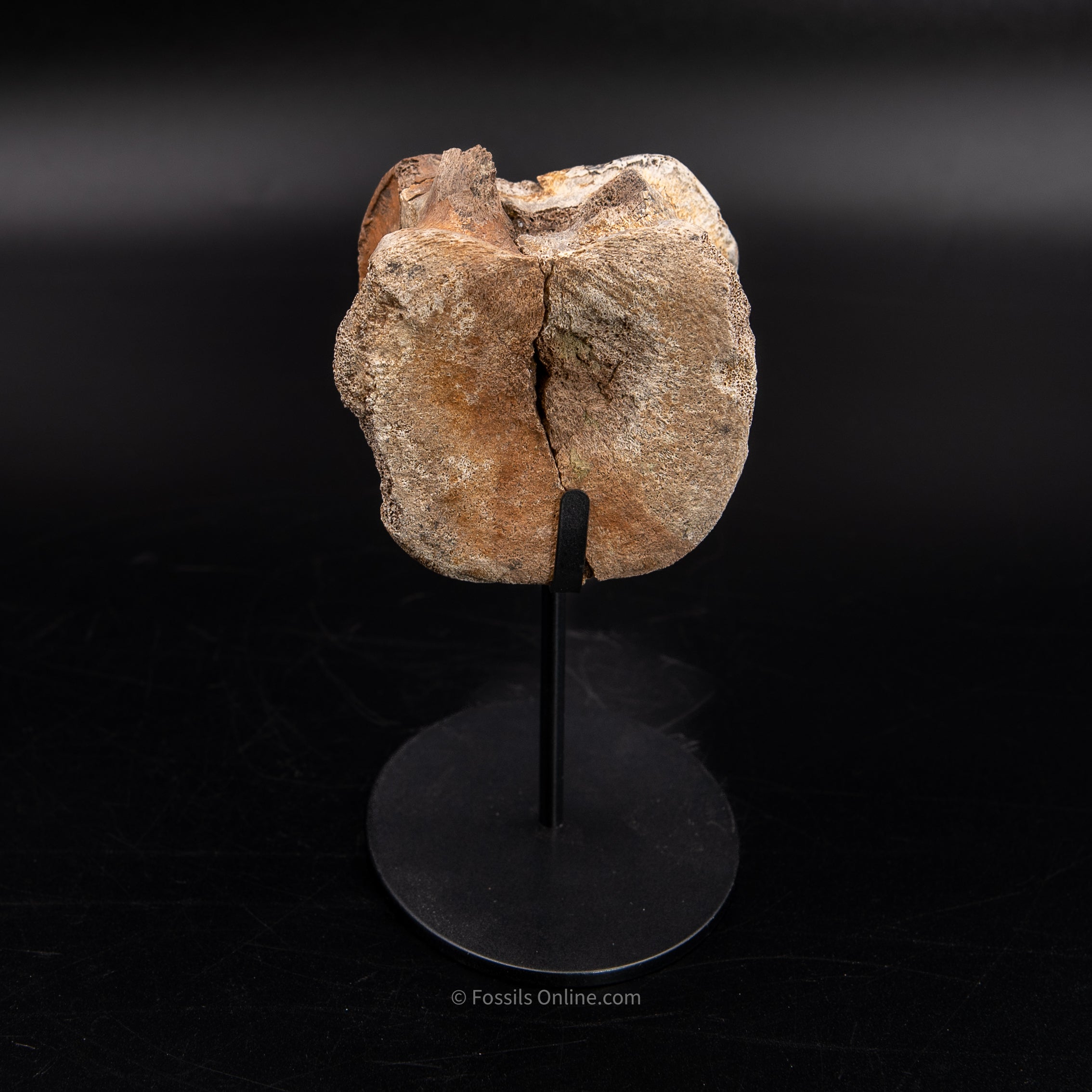 Edmontosaurus Vetrebra - Wyoming
