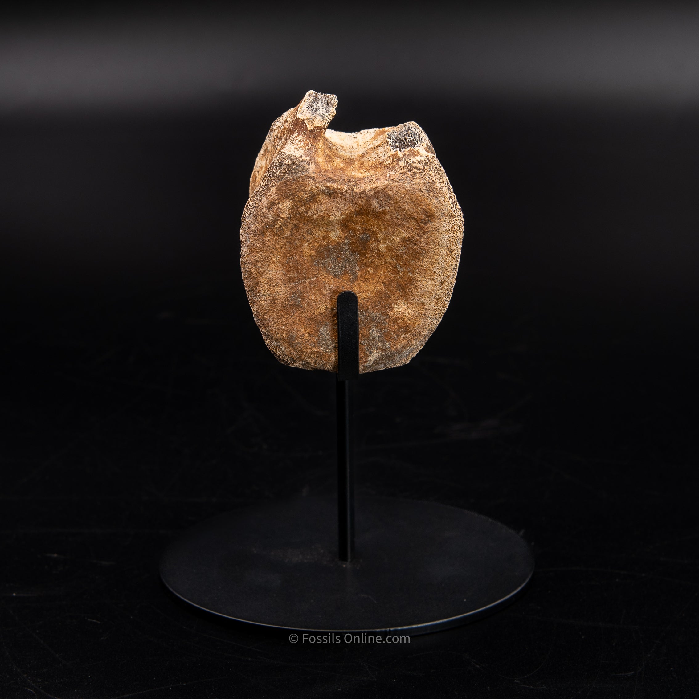 Edmontosaurus Vetrebra - Wyoming
