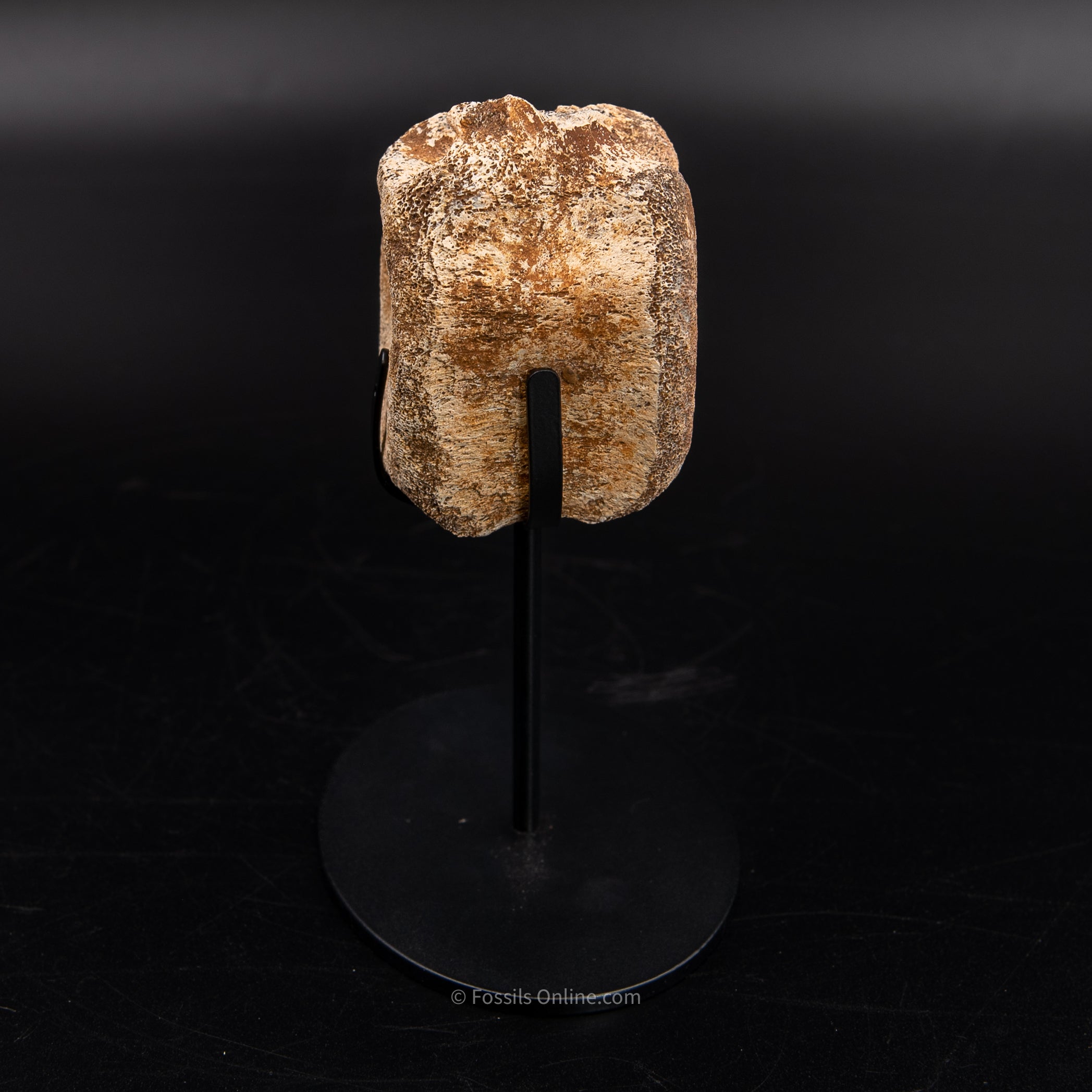 Edmontosaurus Vetrebra - Wyoming
