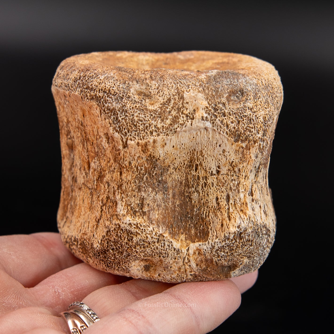 Edmontosaurus Vetrebra - Wyoming