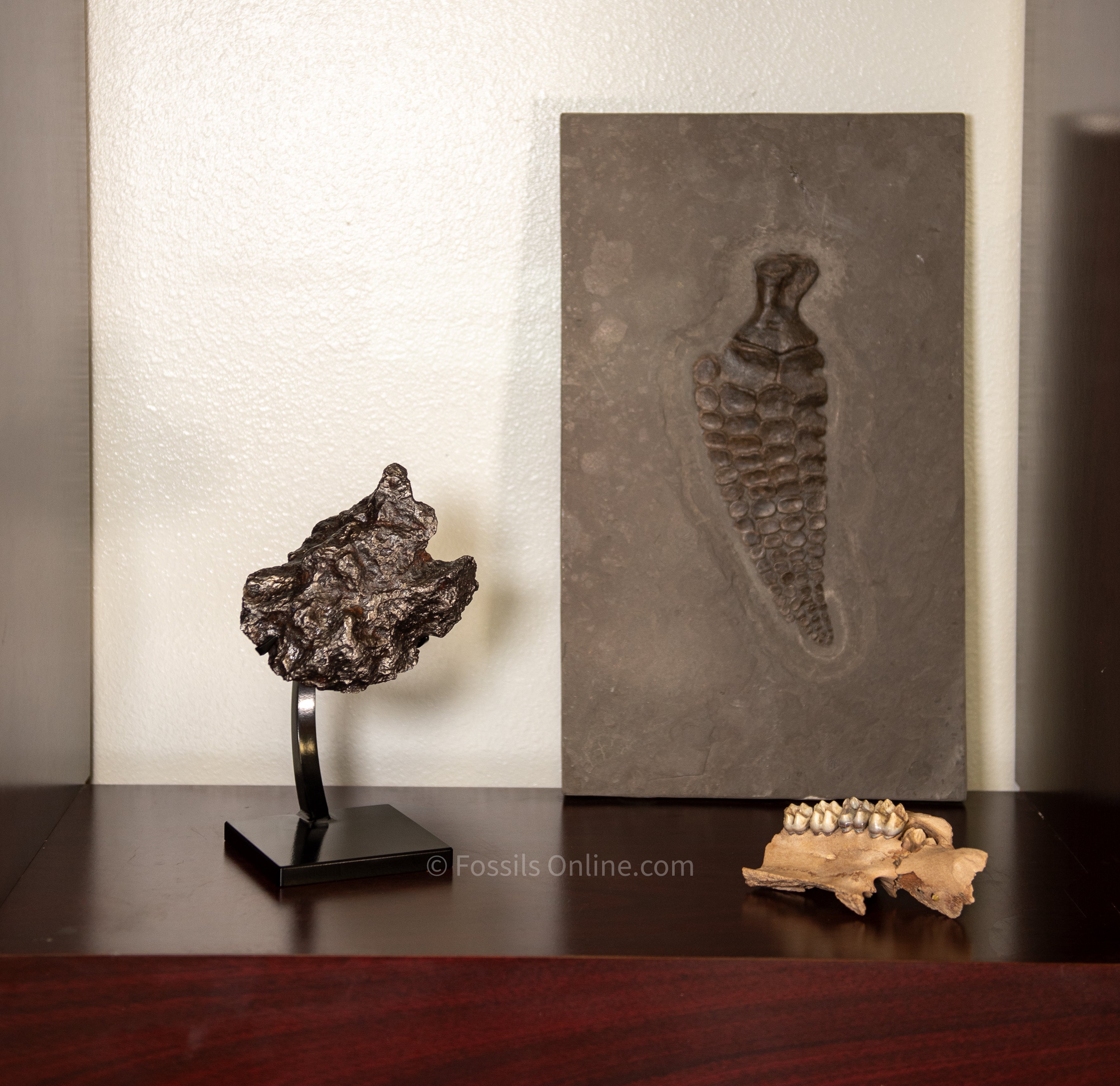 Campo del Cielo Meteorite 3125g