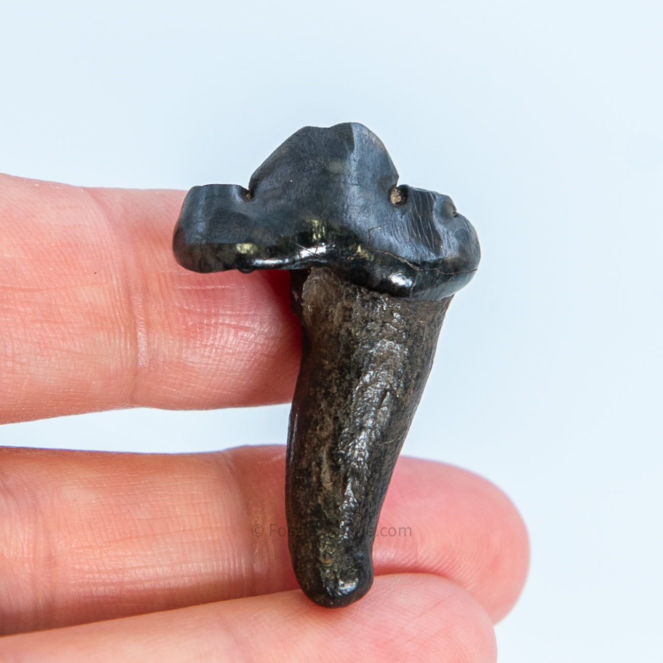 Fossil Jaguar Tooth Florida Pleistocene