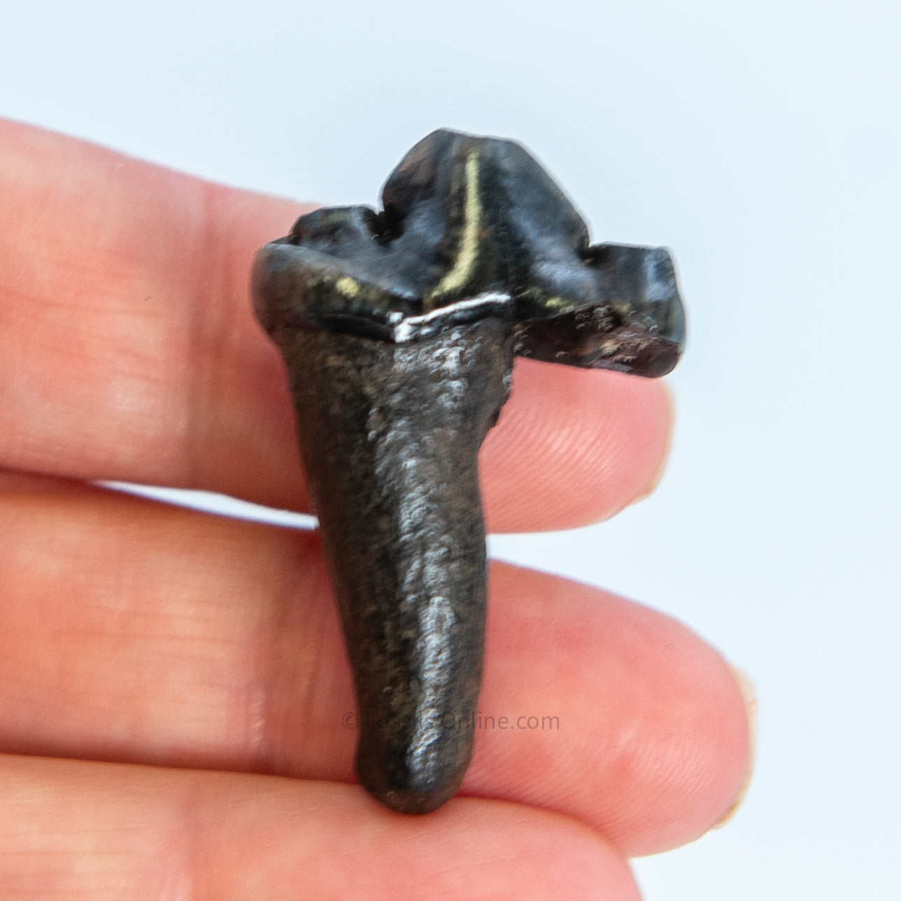 Fossil Jaguar Tooth Florida Pleistocene
