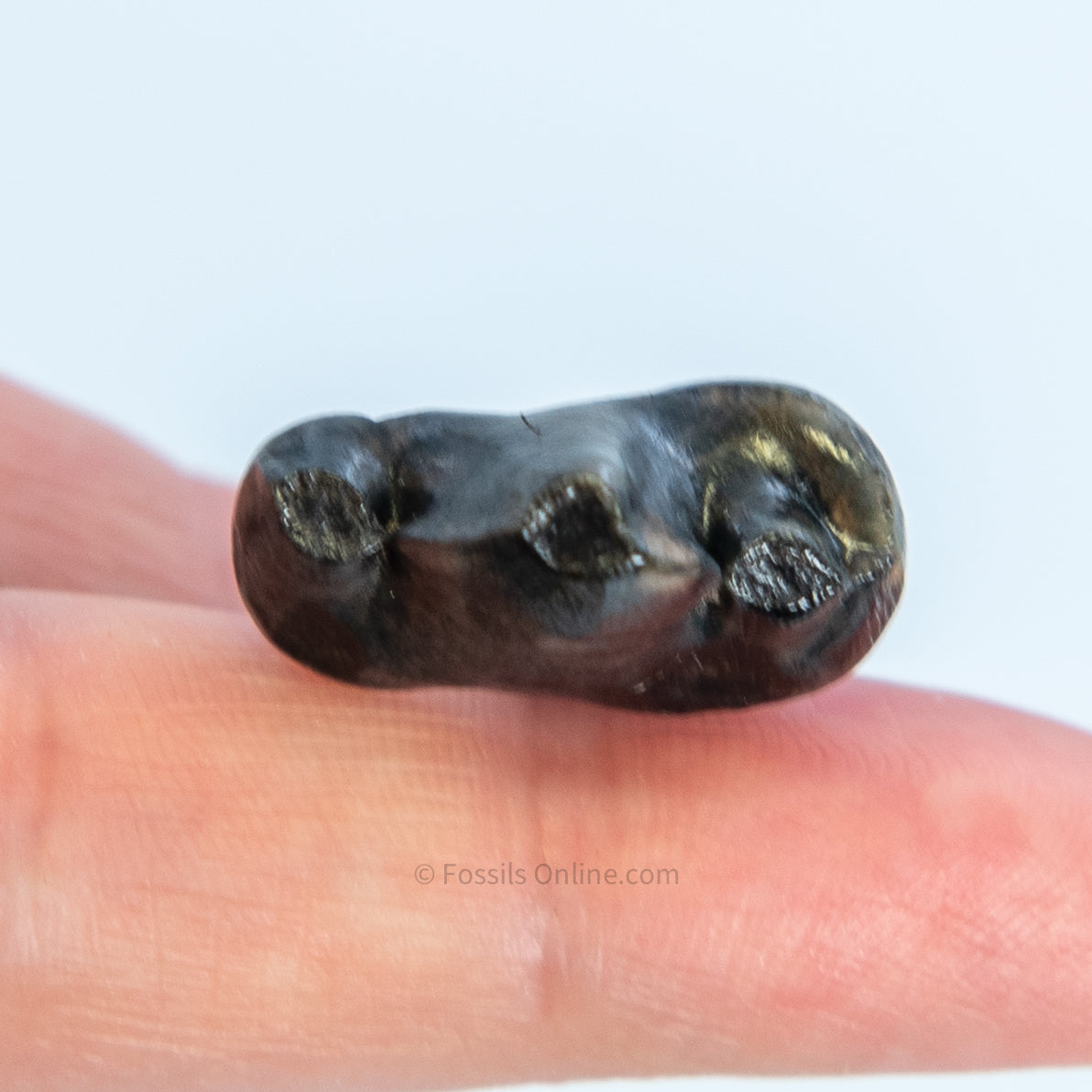 Fossil Jaguar Tooth Florida Pleistocene