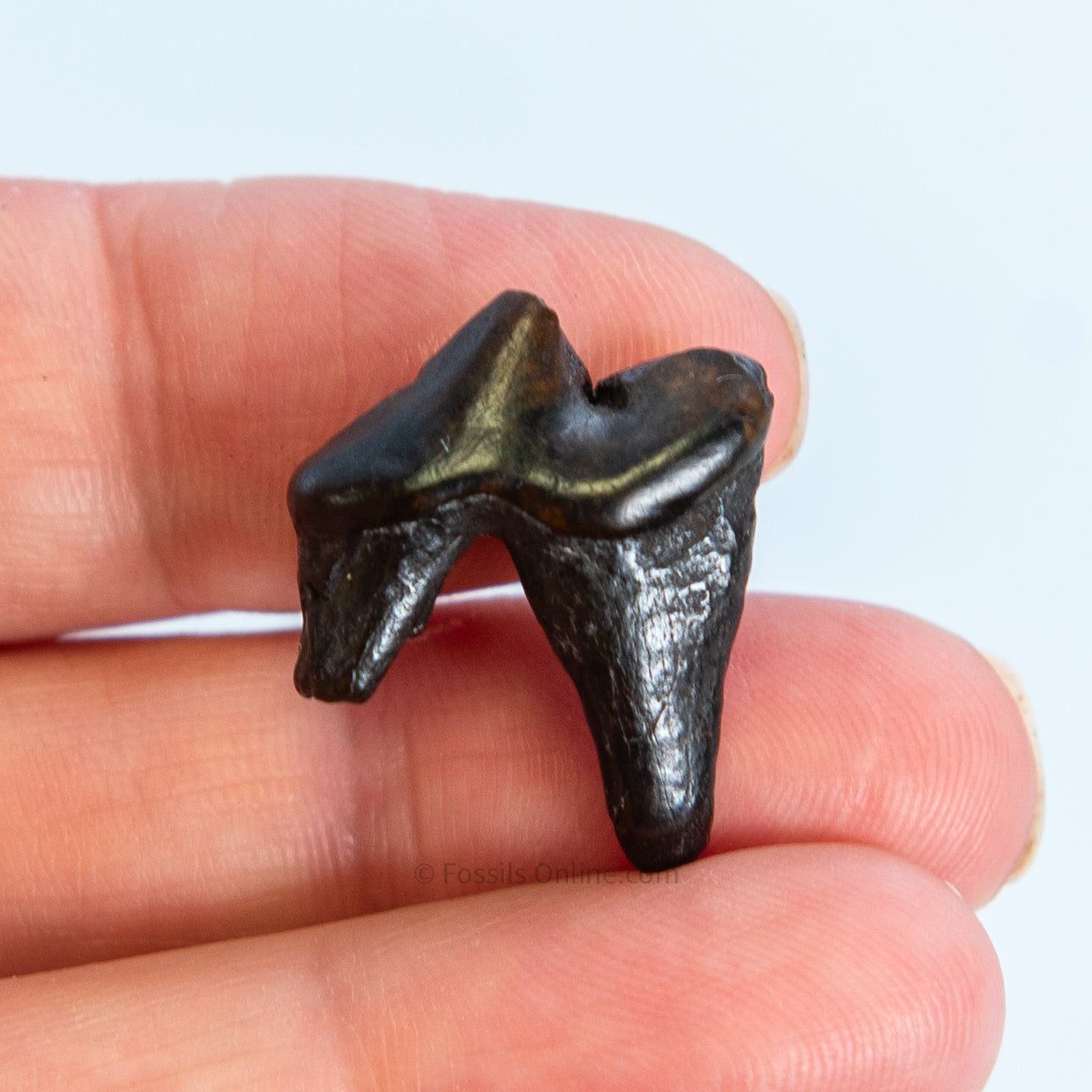 Fossil Coyote Molar Florida Pleistocene River Find