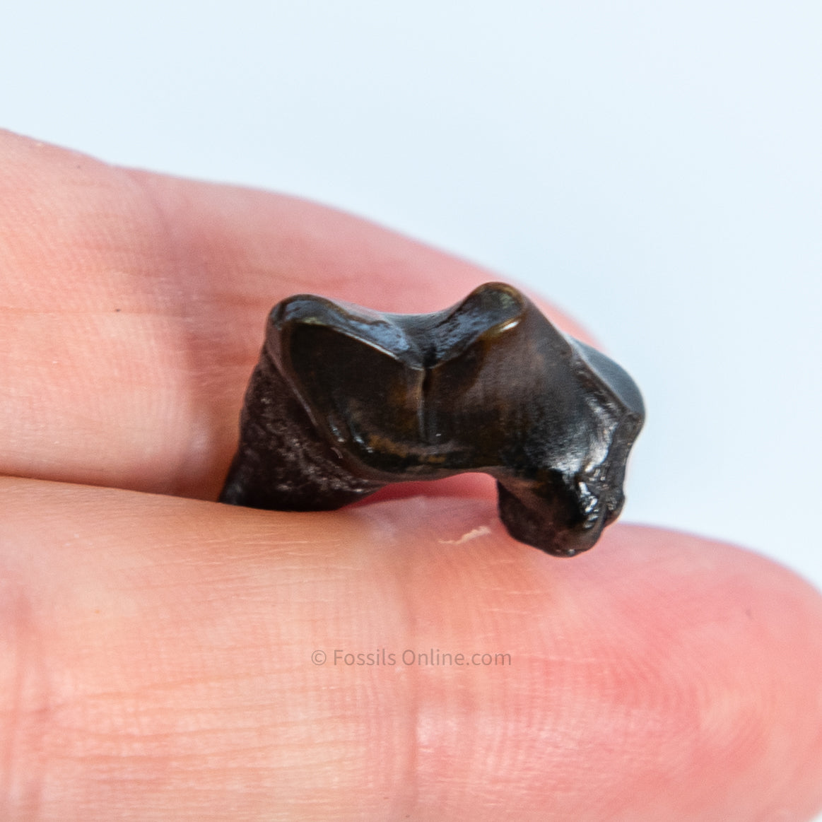 Fossil Coyote Molar Florida Pleistocene River Find