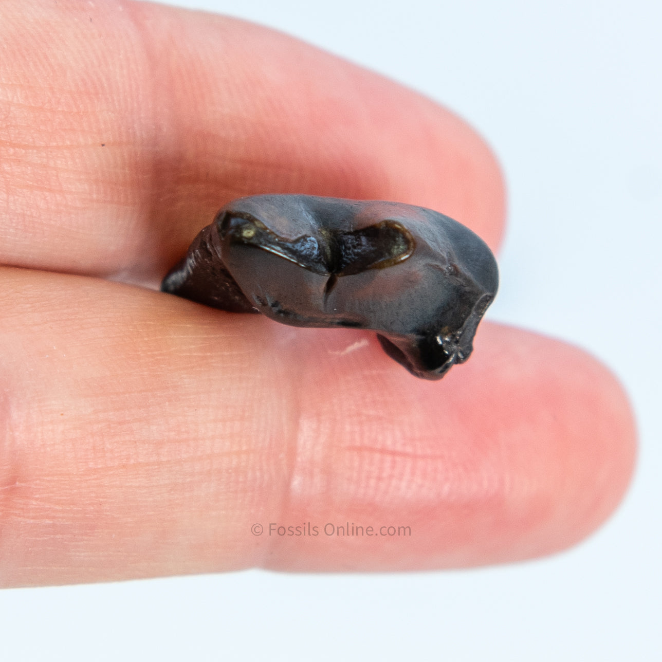 Fossil Coyote Molar Florida Pleistocene River Find