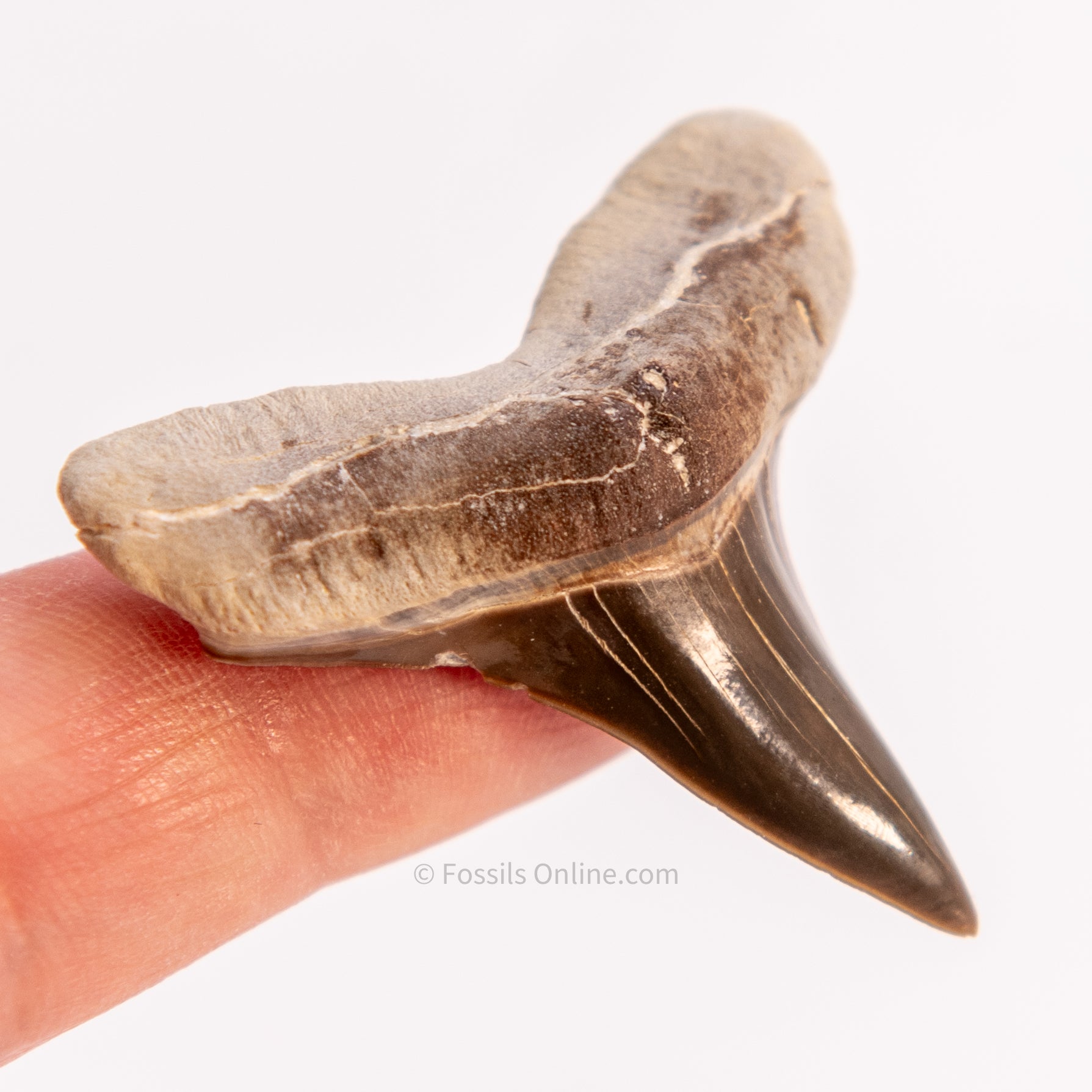 Fossil Ginsu Tooth 1.66” Kansas