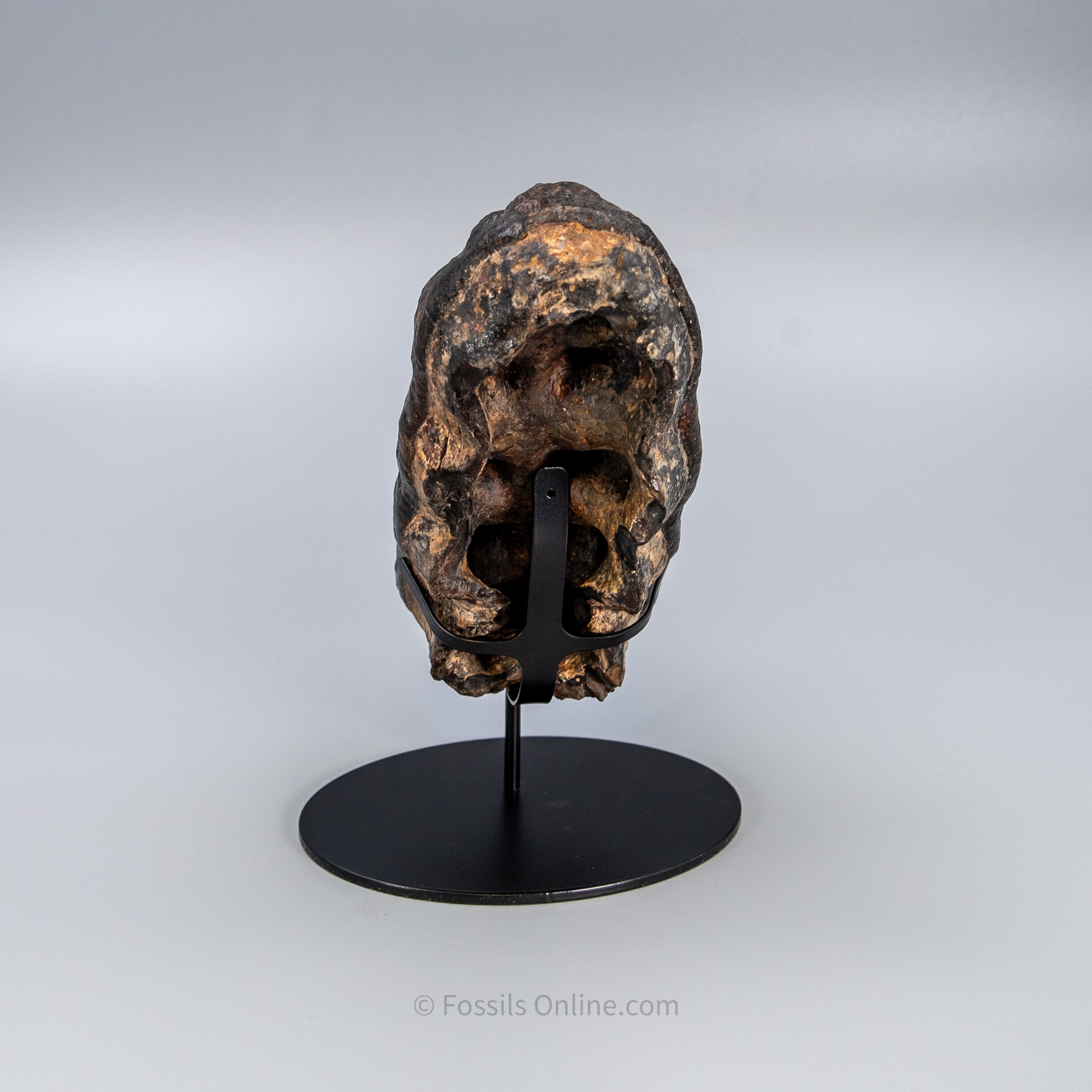 Gomphothere Tooth