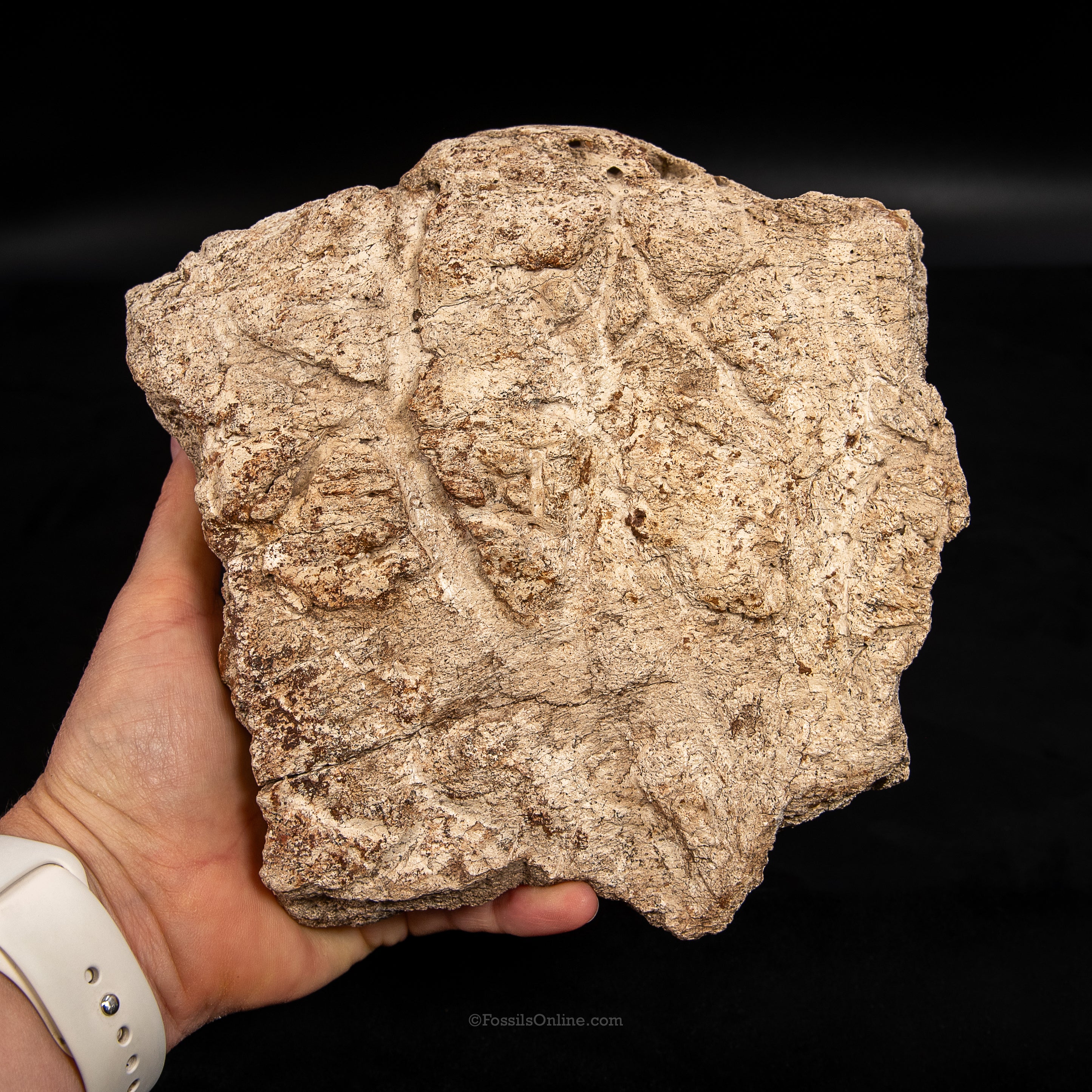 Triceratops Frill