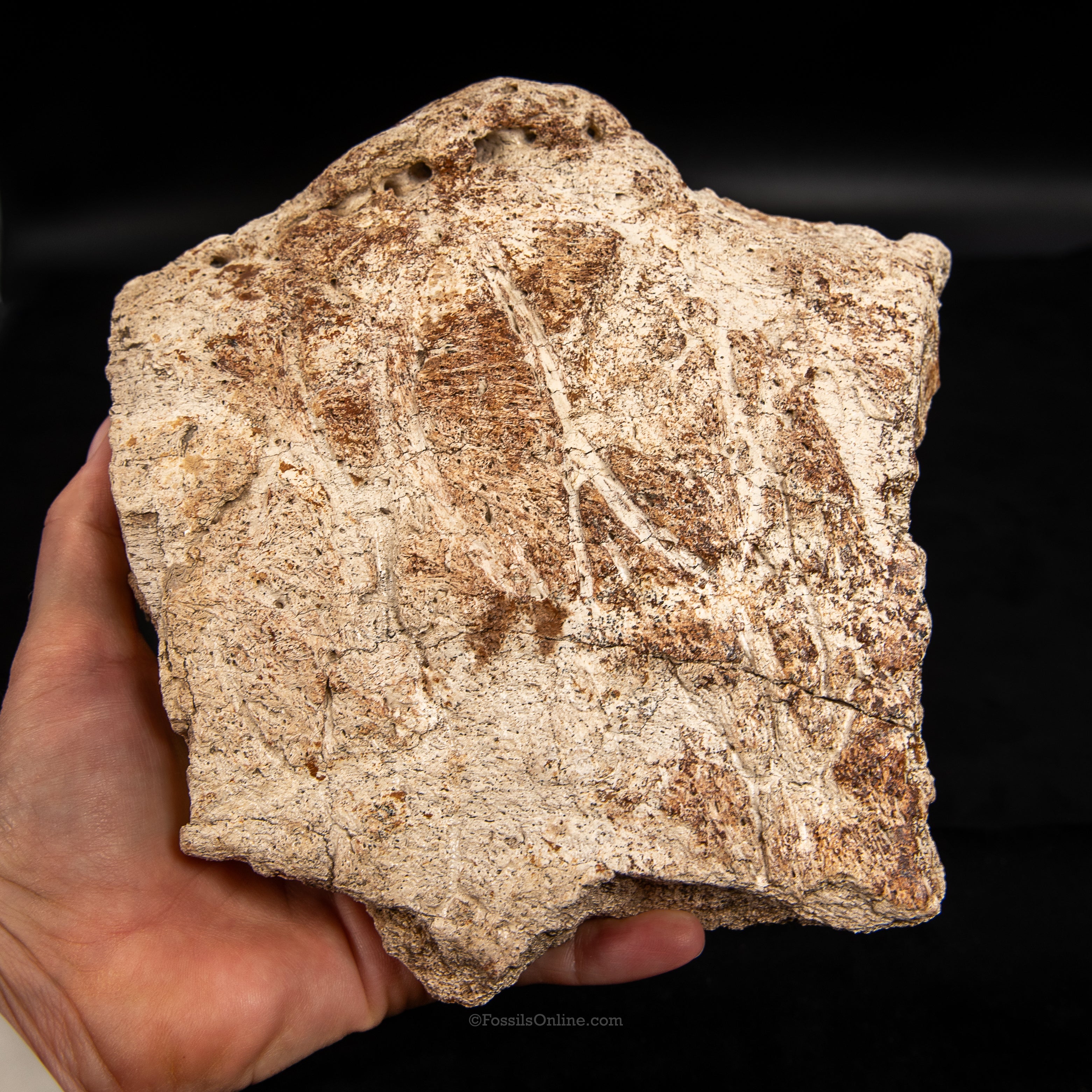 Triceratops Frill