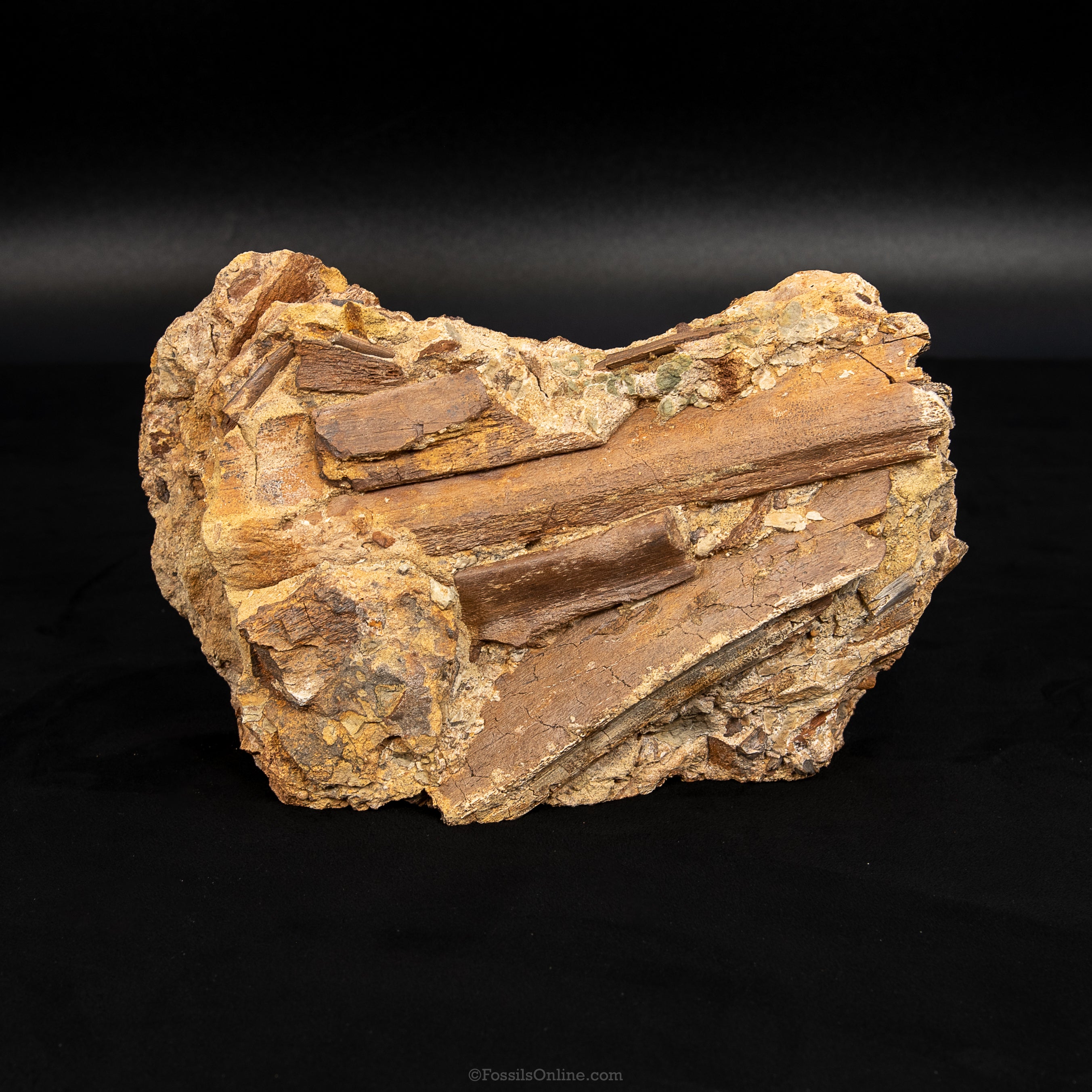 8" Edmontosaurus Teeth, Tendons and Bones in Sandstone Matrix- Wyoming