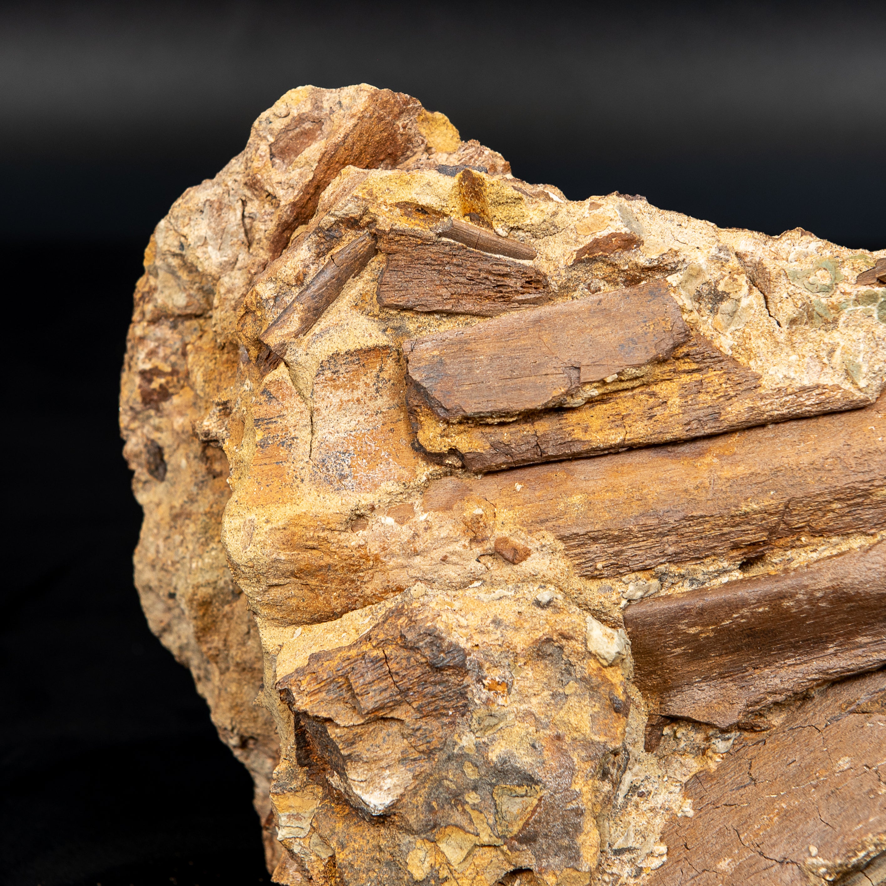 8" Edmontosaurus Teeth, Tendons and Bones in Sandstone Matrix- Wyoming