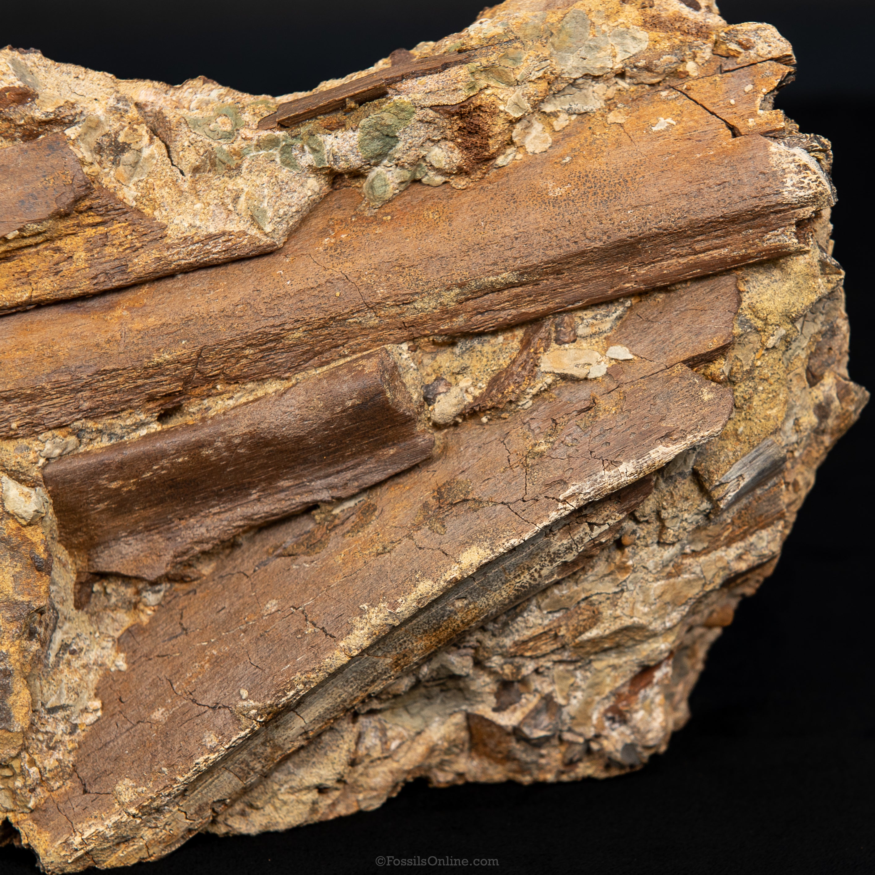 8" Edmontosaurus Teeth, Tendons and Bones in Sandstone Matrix- Wyoming