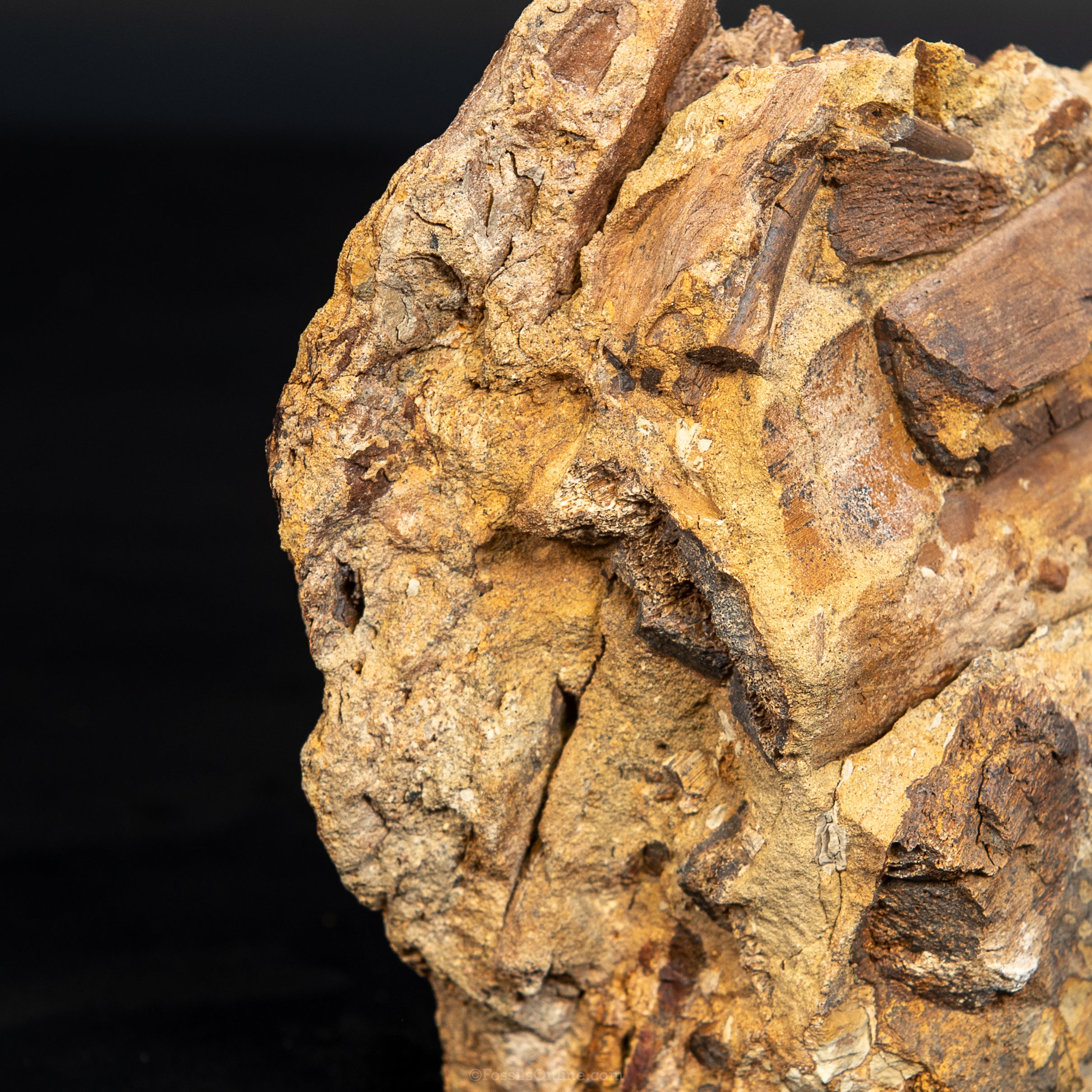 8" Edmontosaurus Teeth, Tendons and Bones in Sandstone Matrix- Wyoming