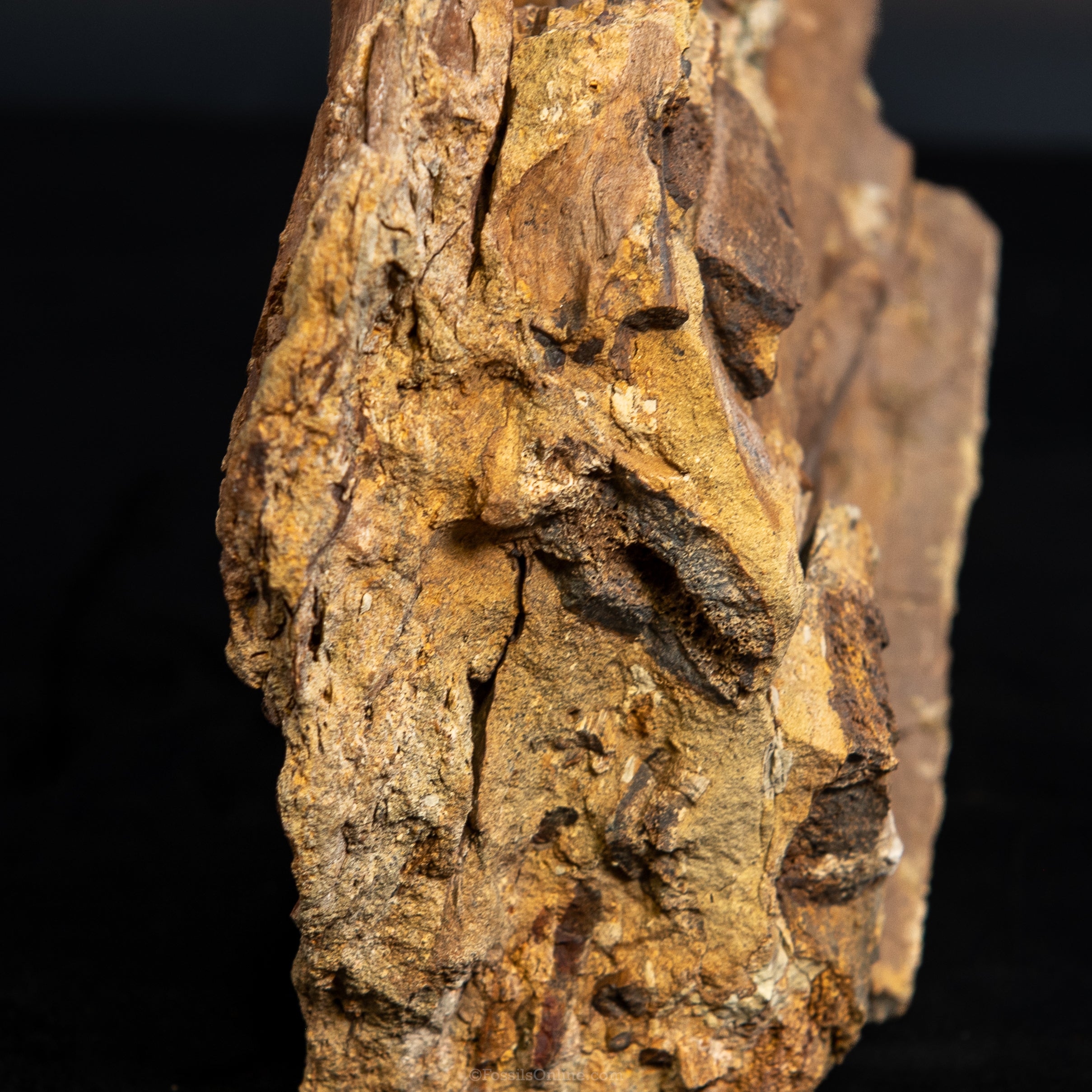 8" Edmontosaurus Teeth, Tendons and Bones in Sandstone Matrix- Wyoming