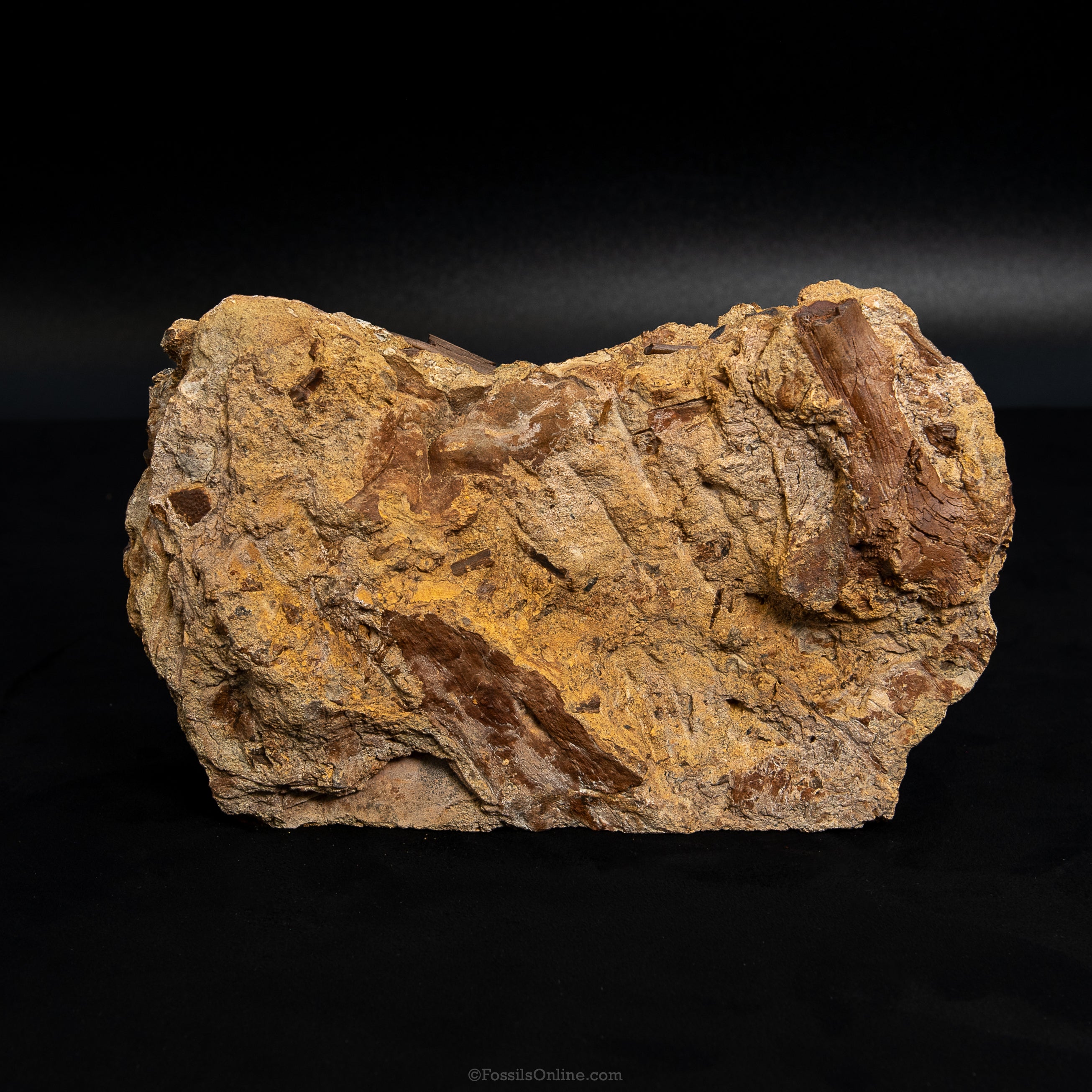 8" Edmontosaurus Teeth, Tendons and Bones in Sandstone Matrix- Wyoming