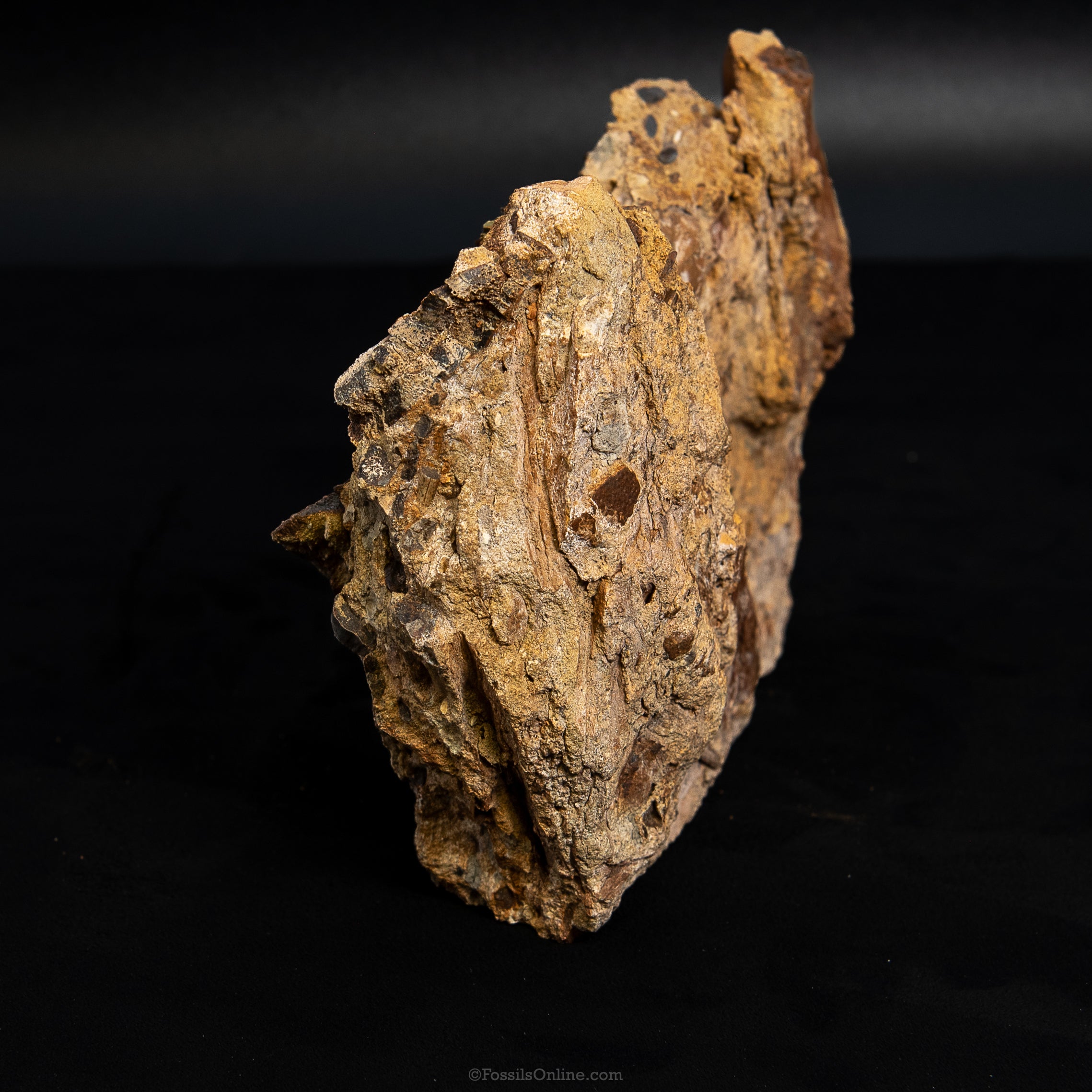 8" Edmontosaurus Teeth, Tendons and Bones in Sandstone Matrix- Wyoming