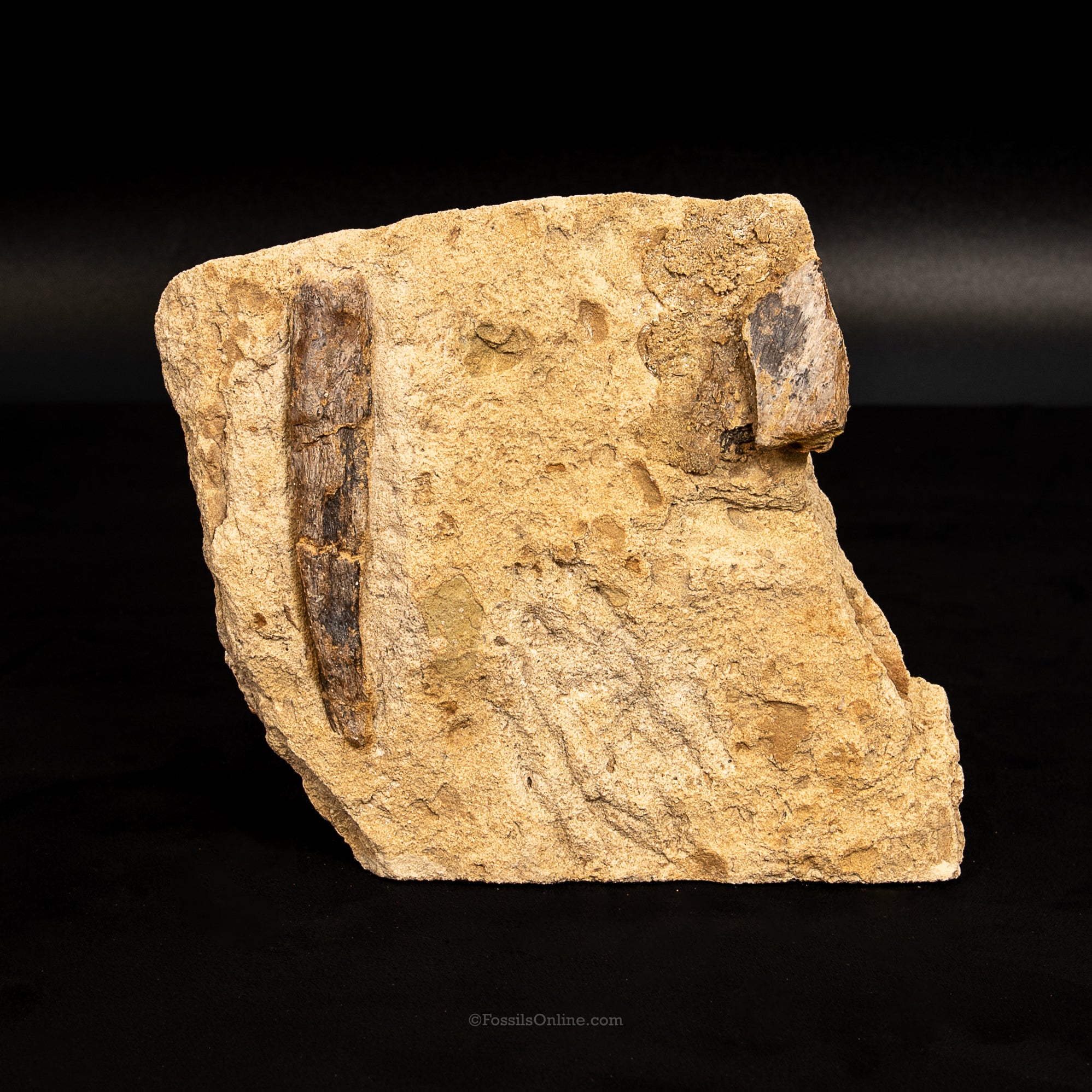 Jurassic Dinosaur Bone in Matrix